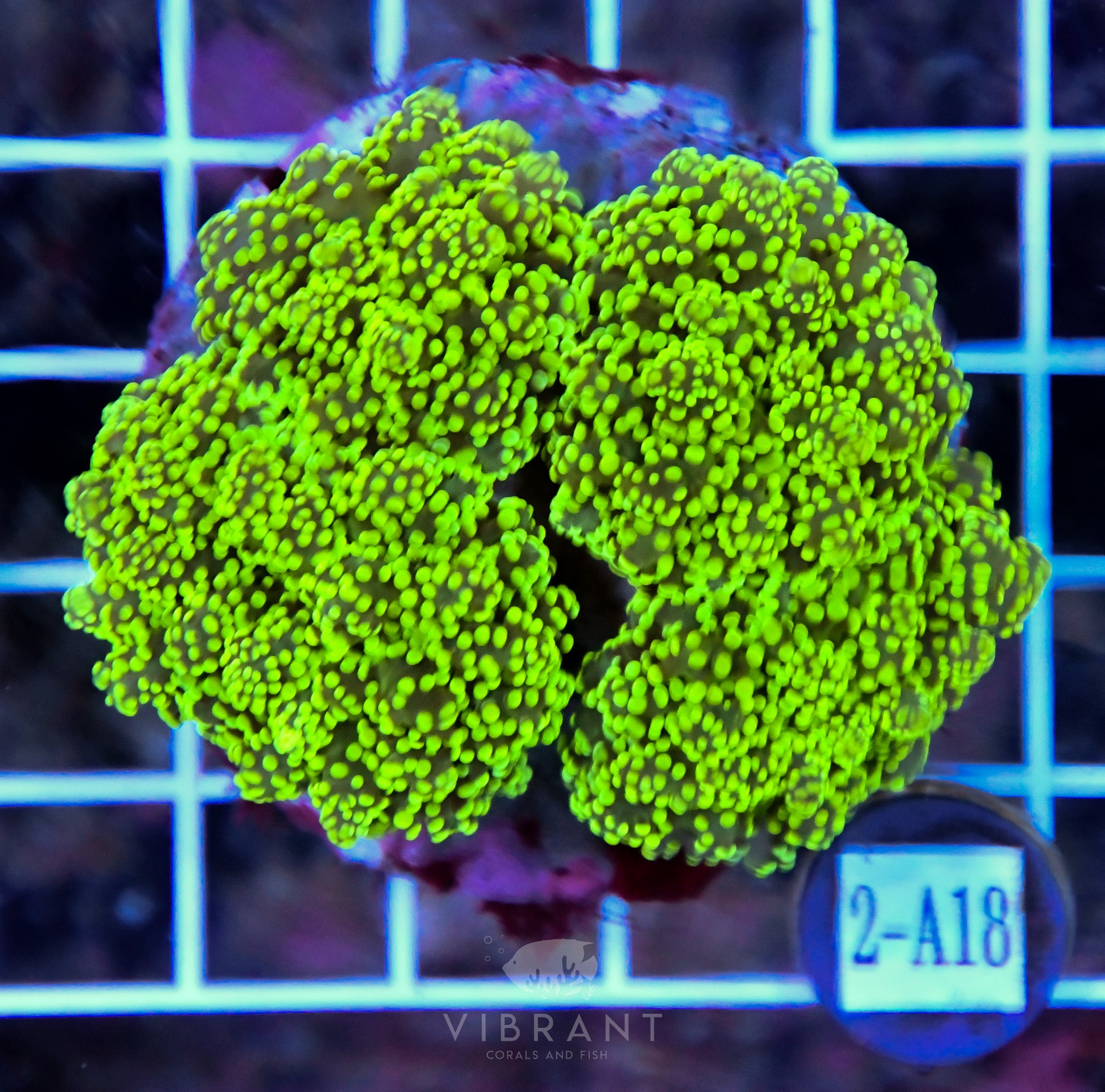 Yaeyamaensis Branching INDO