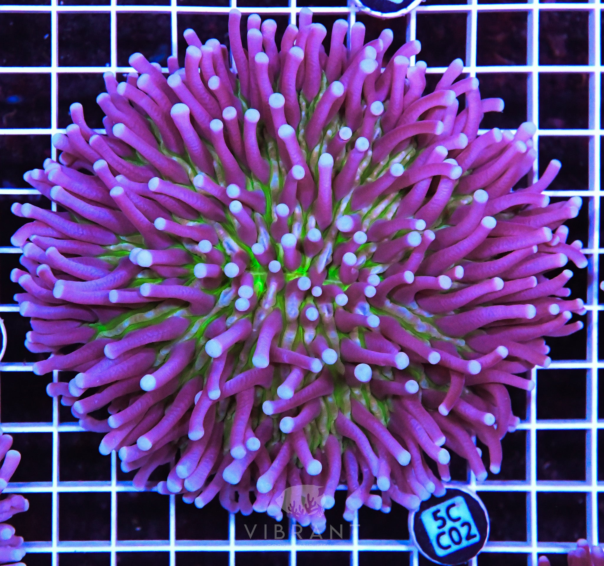 Heliofungia AUS