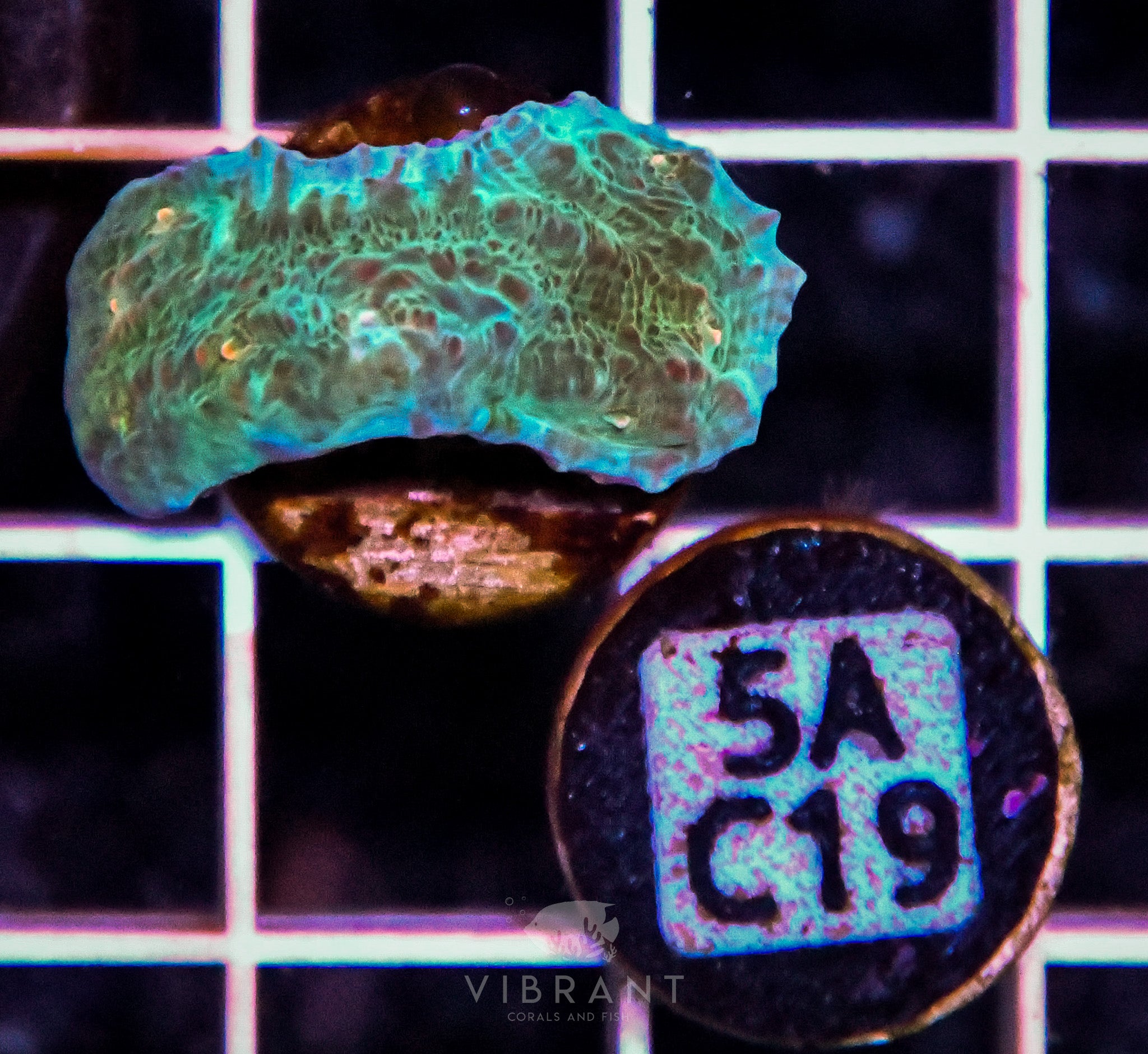 Frag Chalice AQUACULTURED