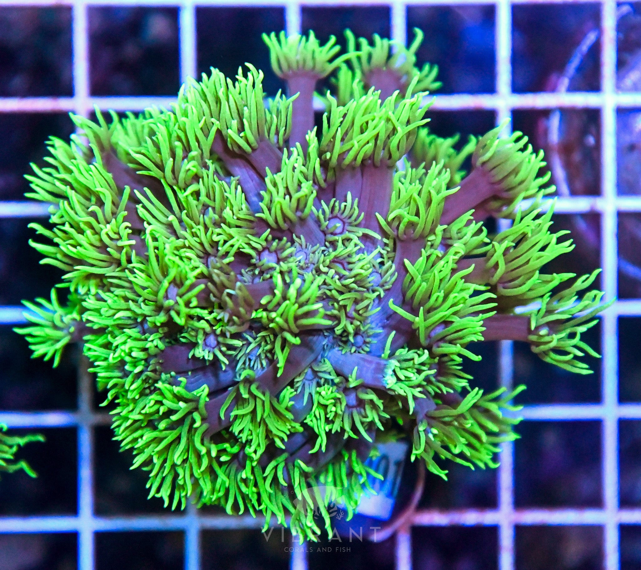 Goniopora SOL