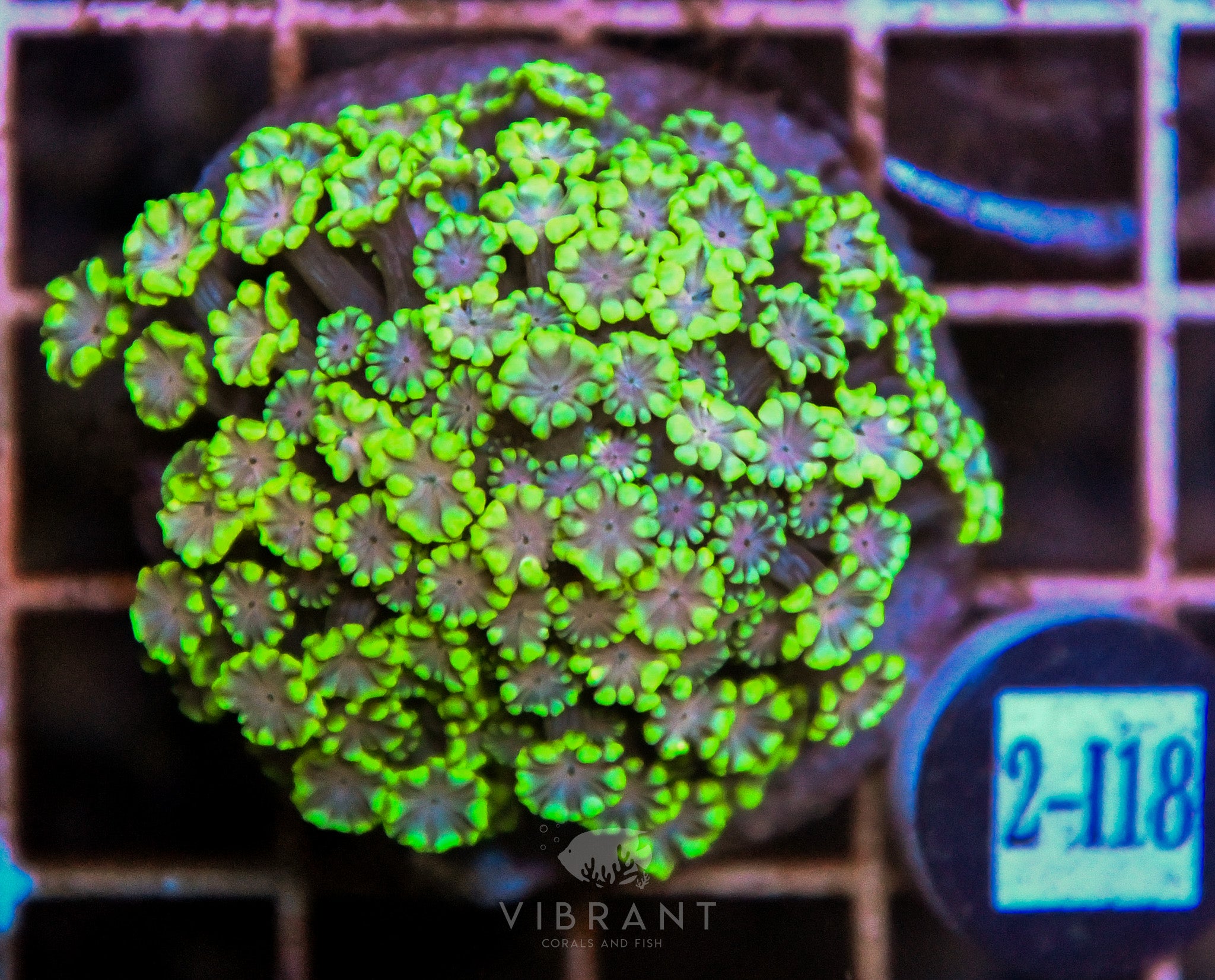 Alveopora Ultra INDO