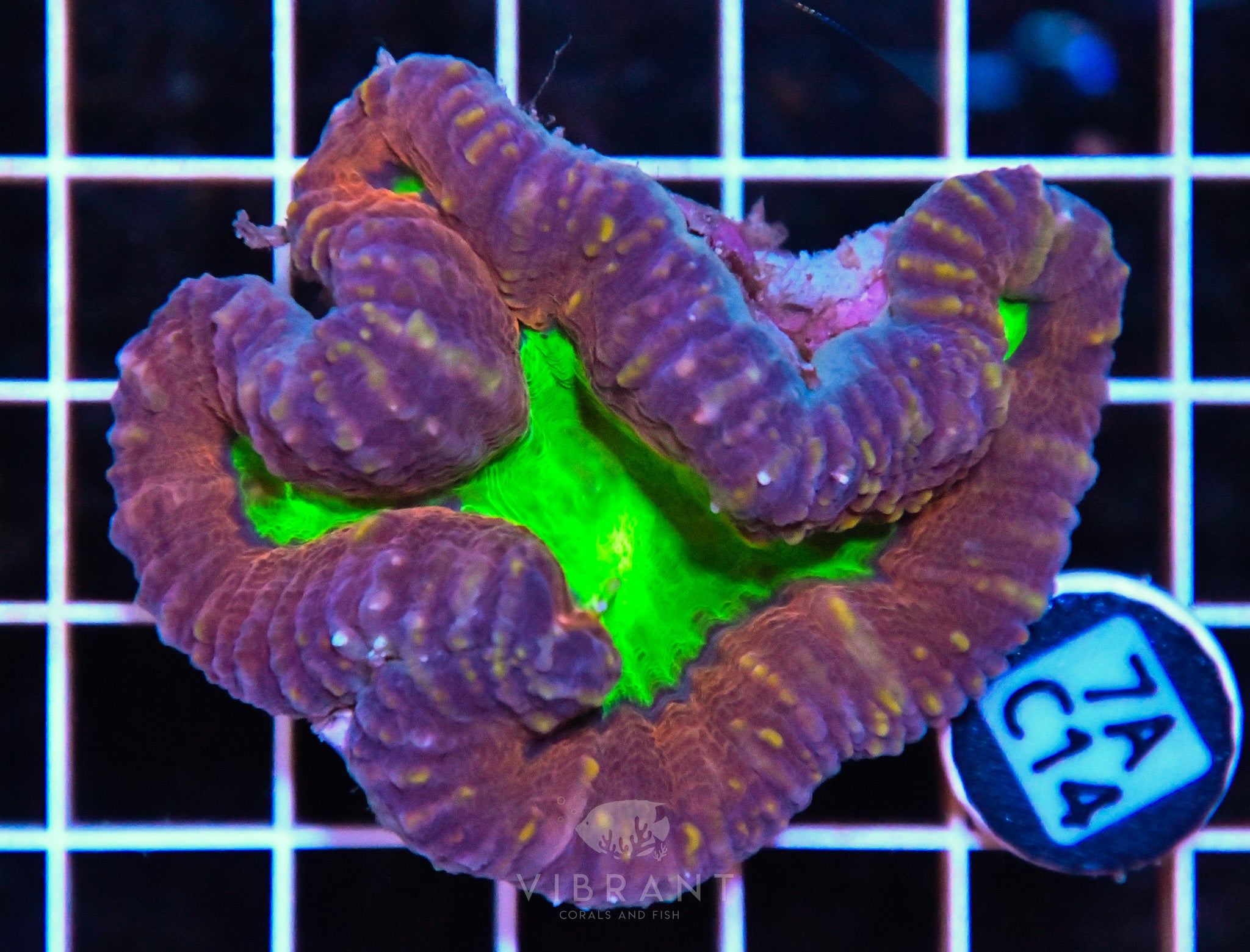 Lobophyllia AUS