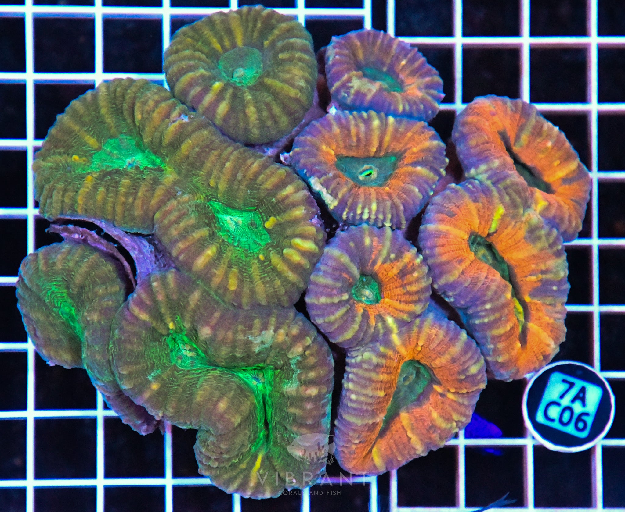 Lobophyllia AUS