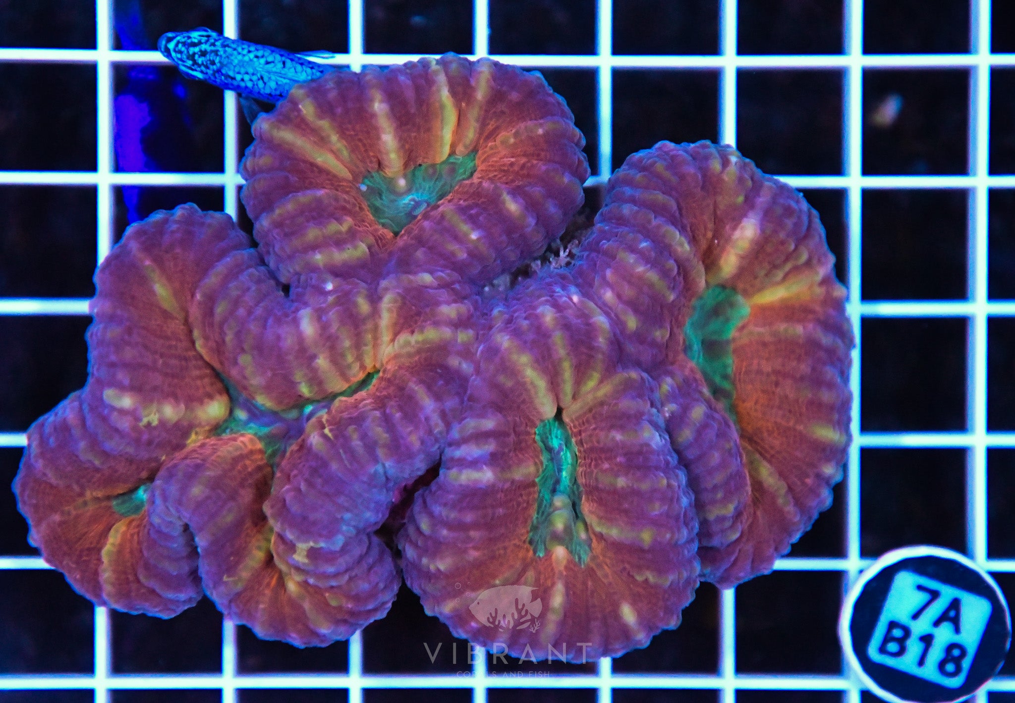 Lobophyllia AUS