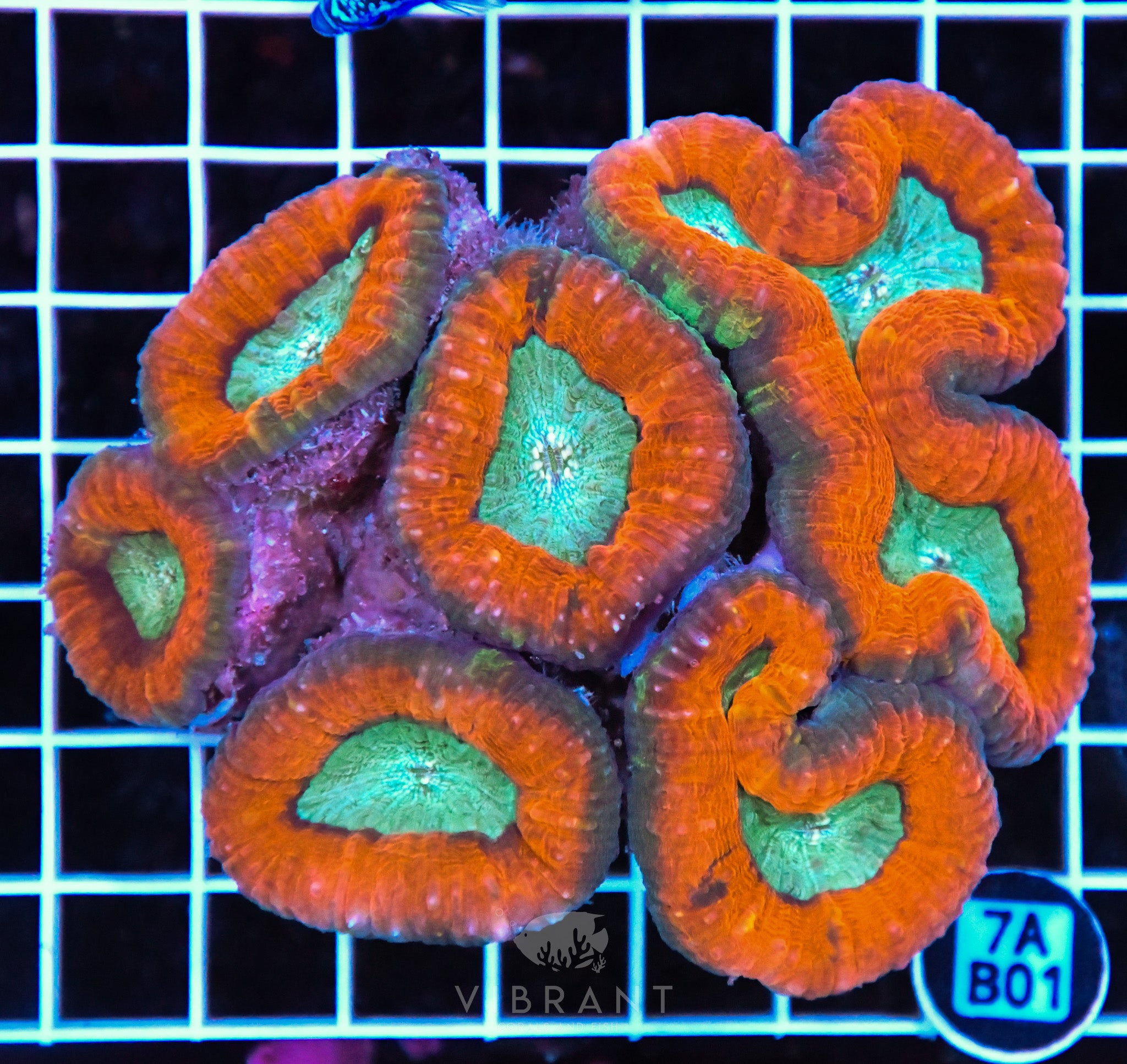 Lobophyllia AUS