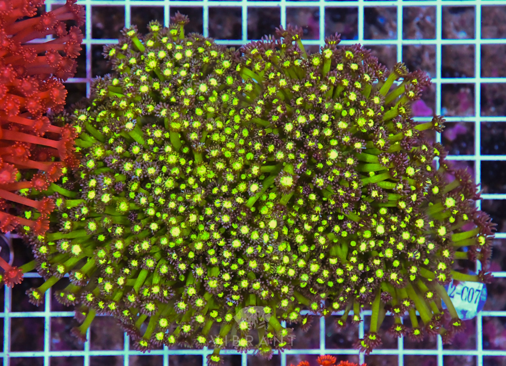 Goniopora Ultra INDO W