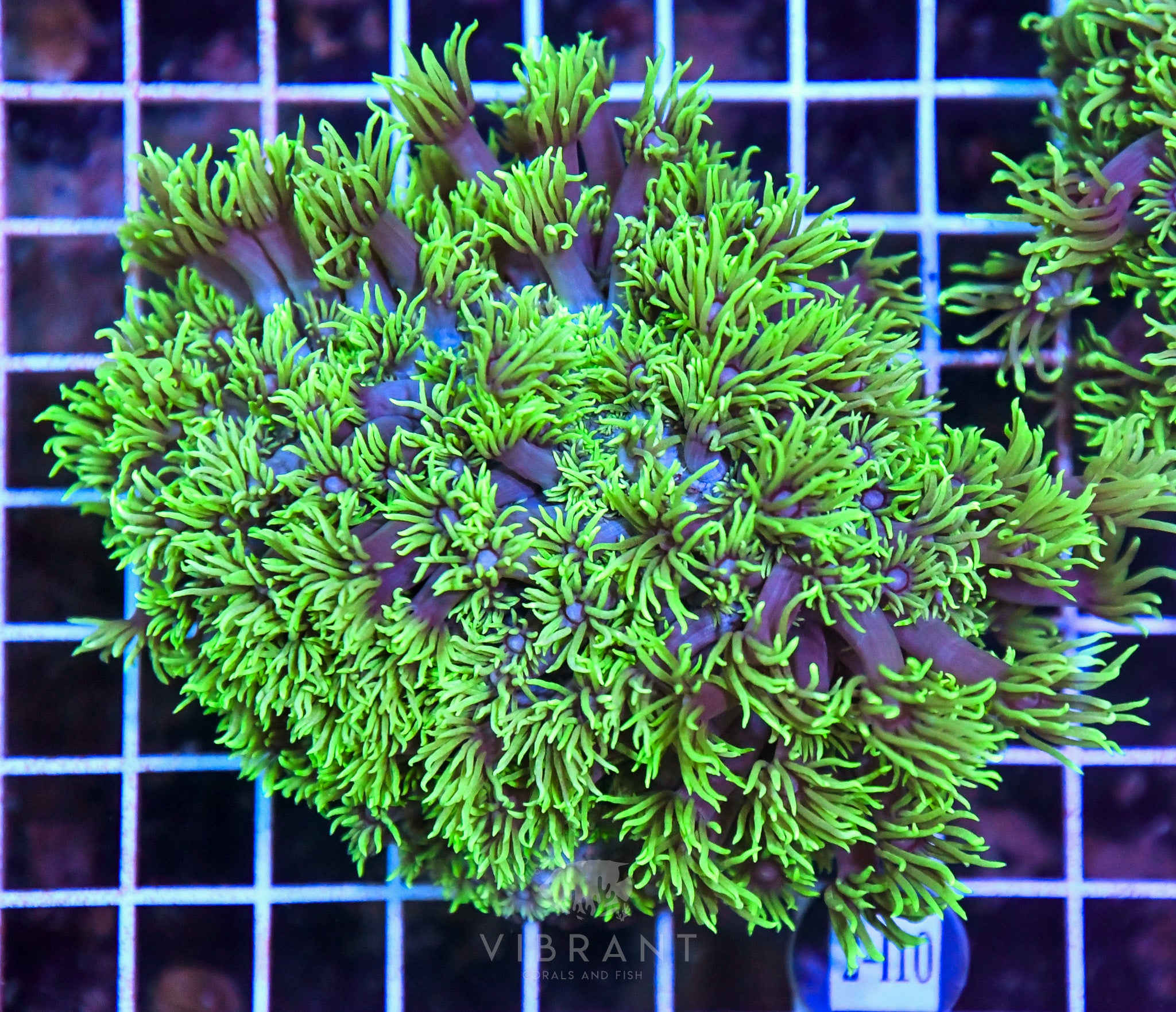 Goniopora SOL