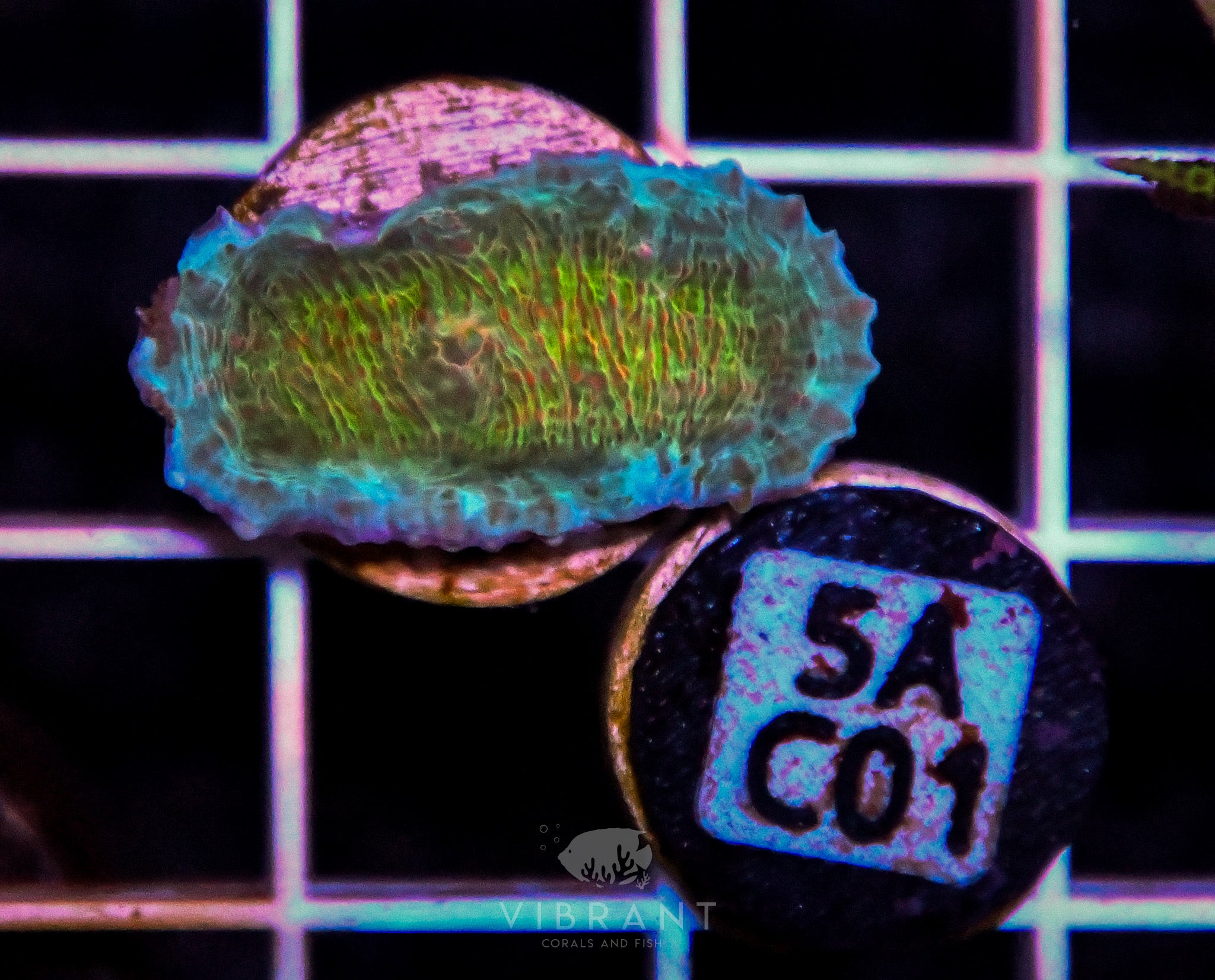 Frag Chalice AQUACULTURED