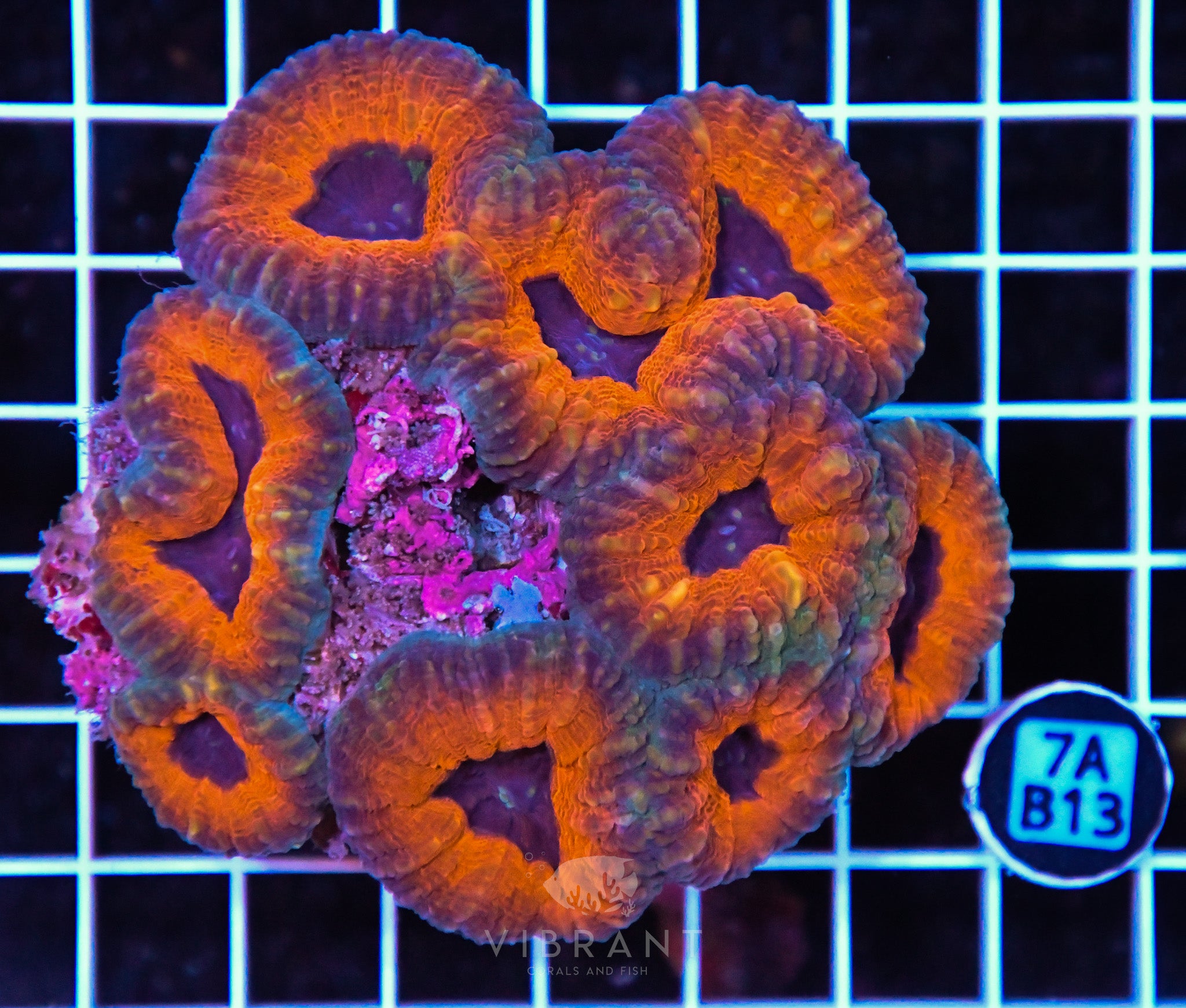 Lobophyllia AUS