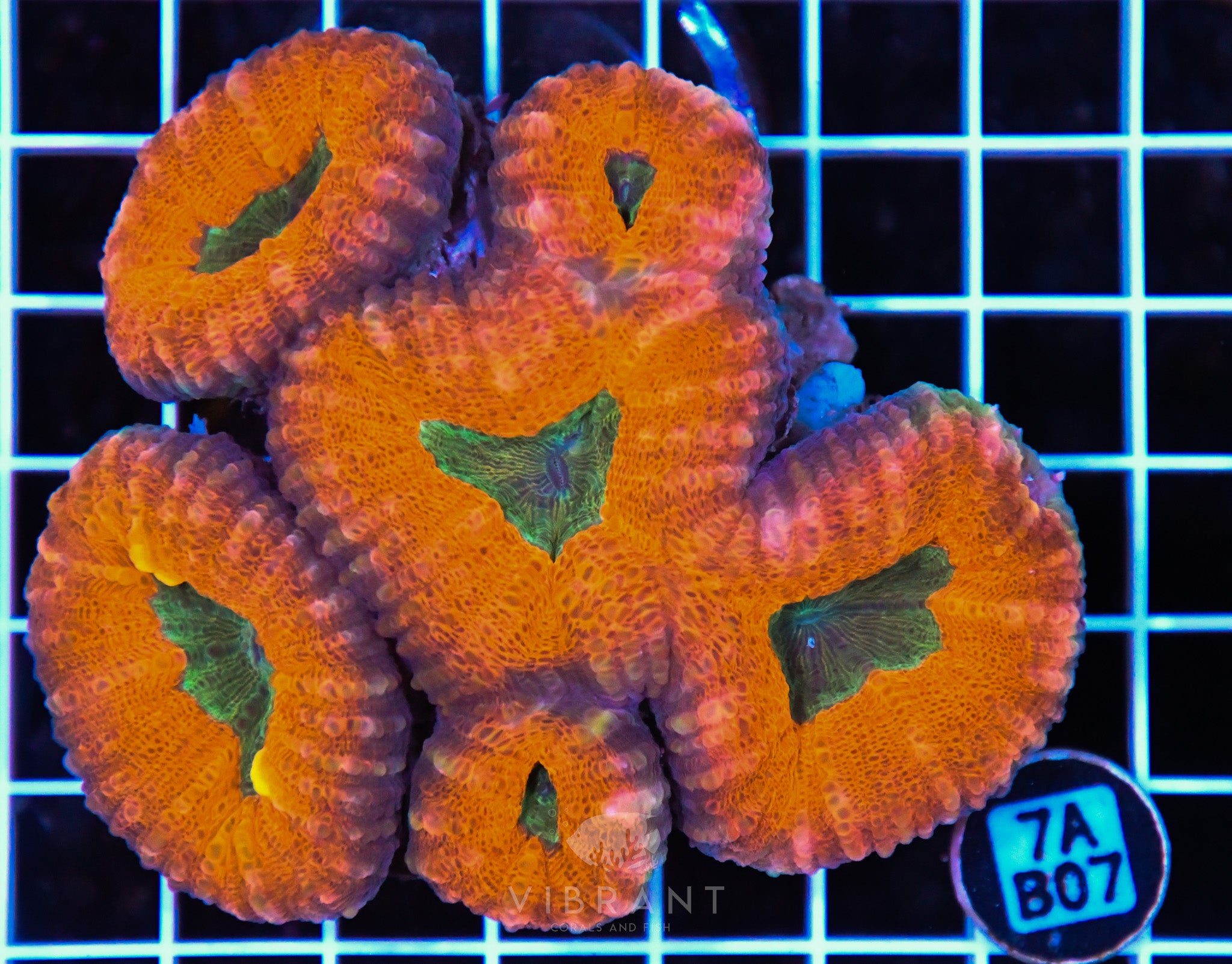 Lobophyllia AUS