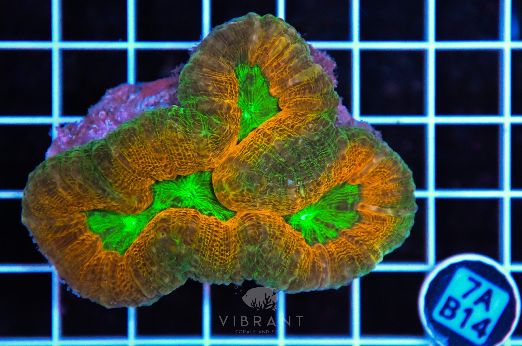 Lobophyllia AUS
