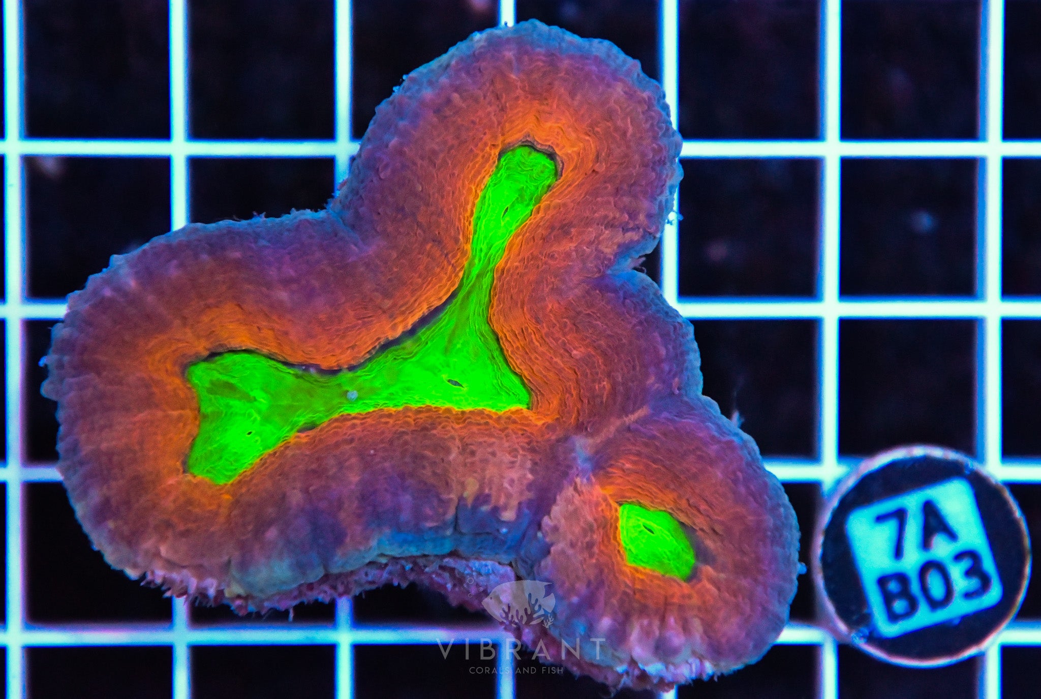 Lobophyllia AUS