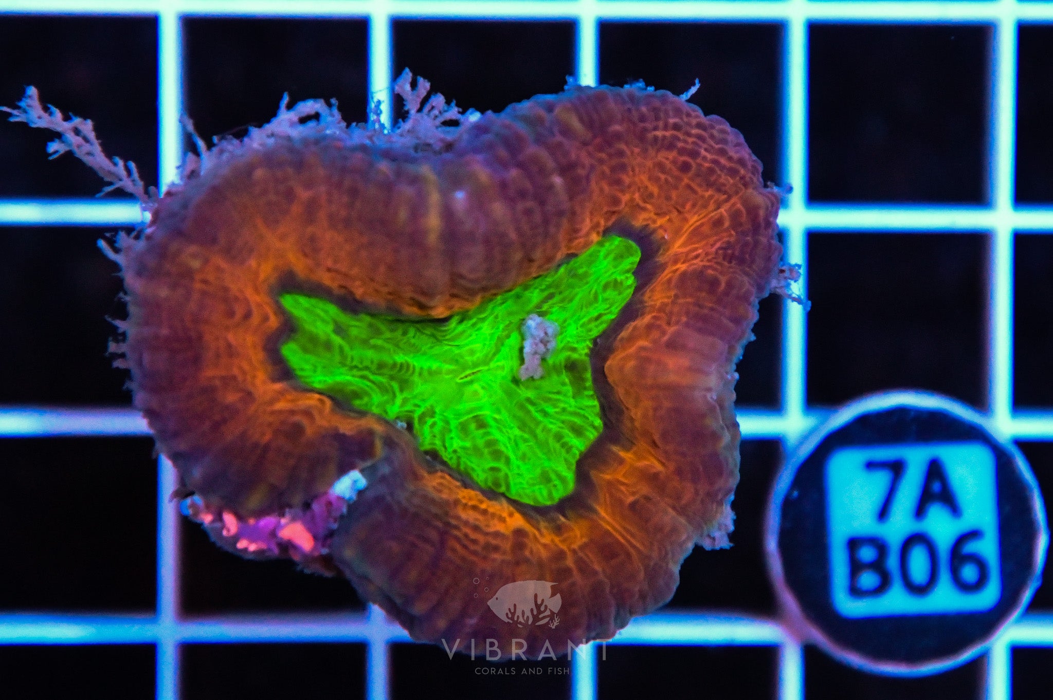 Lobophyllia AUS