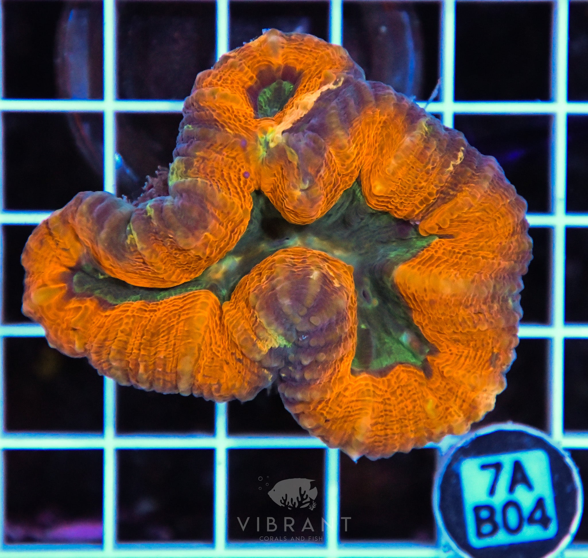Lobophyllia AUS