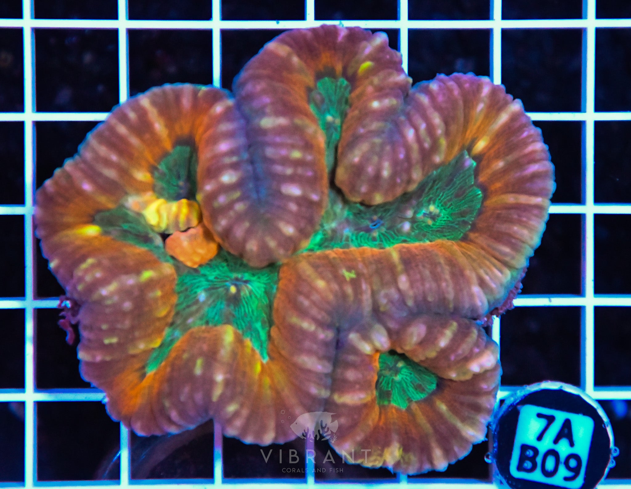 Lobophyllia AUS