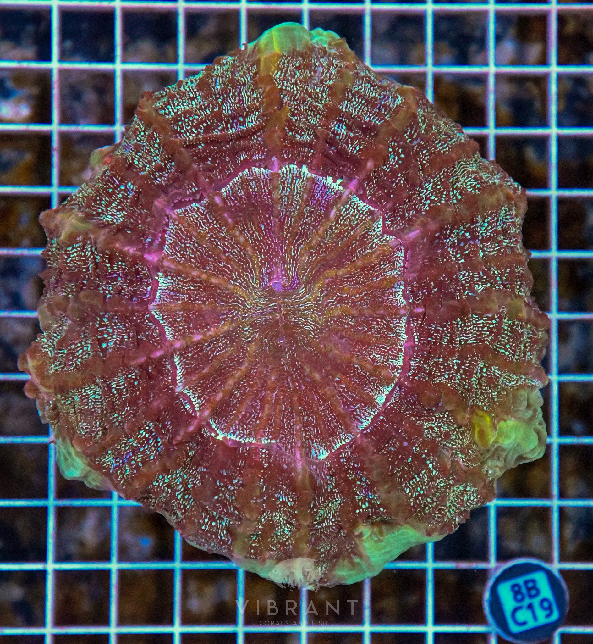 Acanthophyllia INDO W