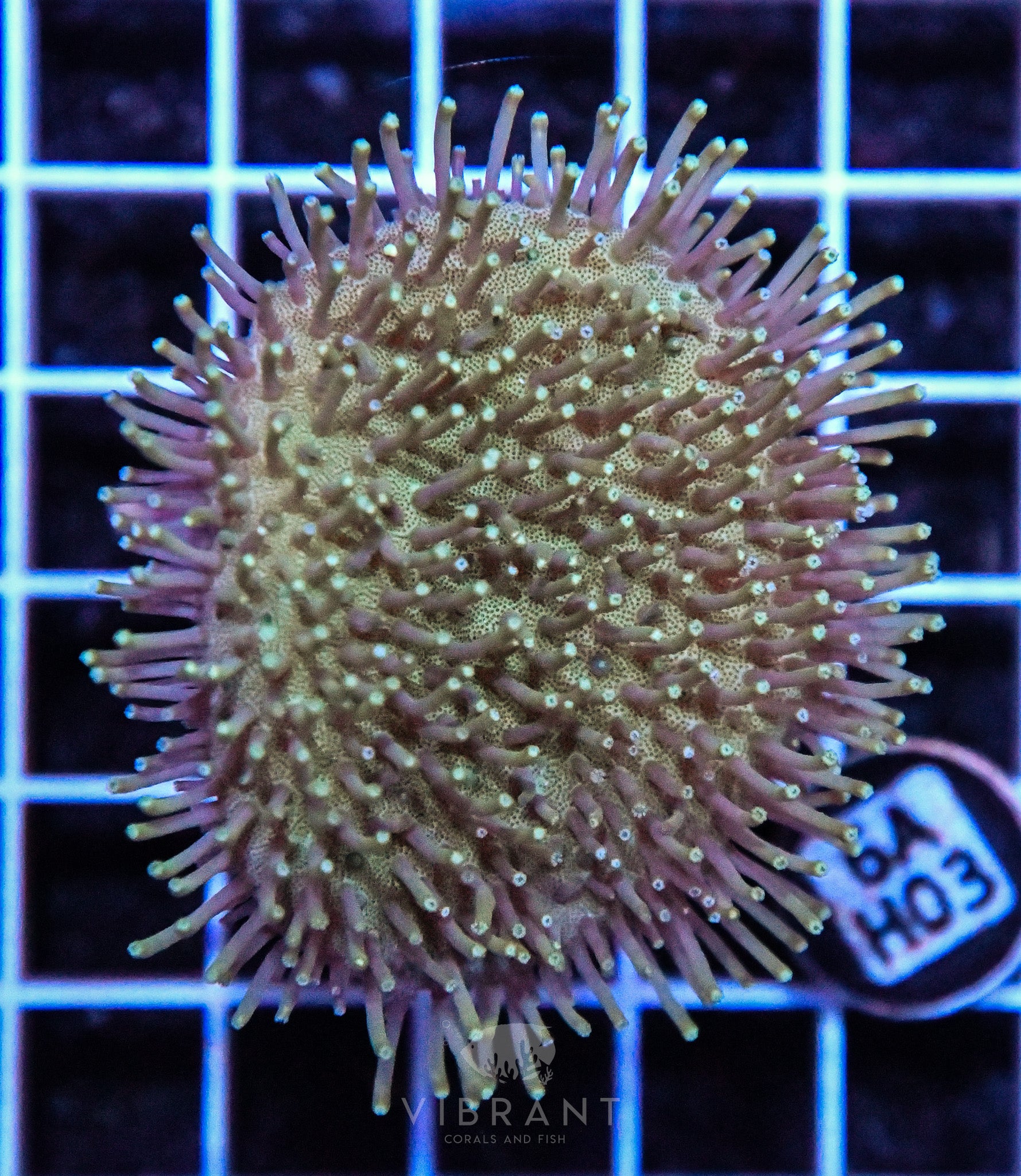 Toadstool INDO