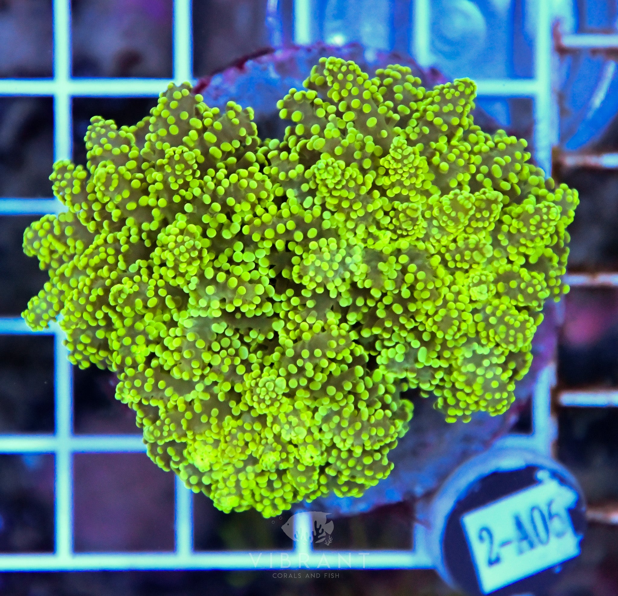 Yaeyamaensis Branching INDO