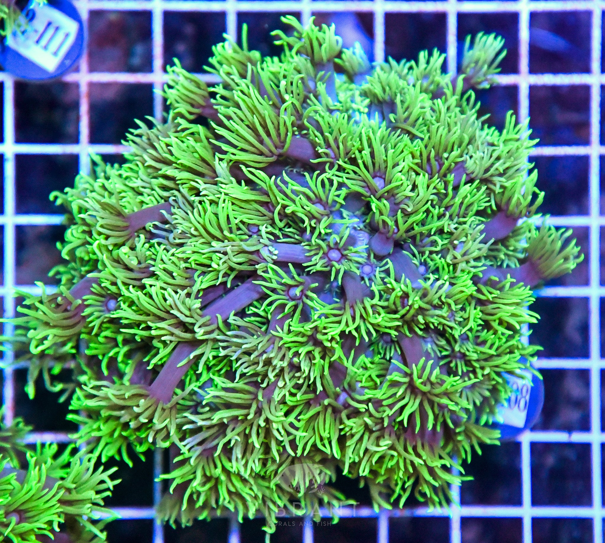 Goniopora SOL