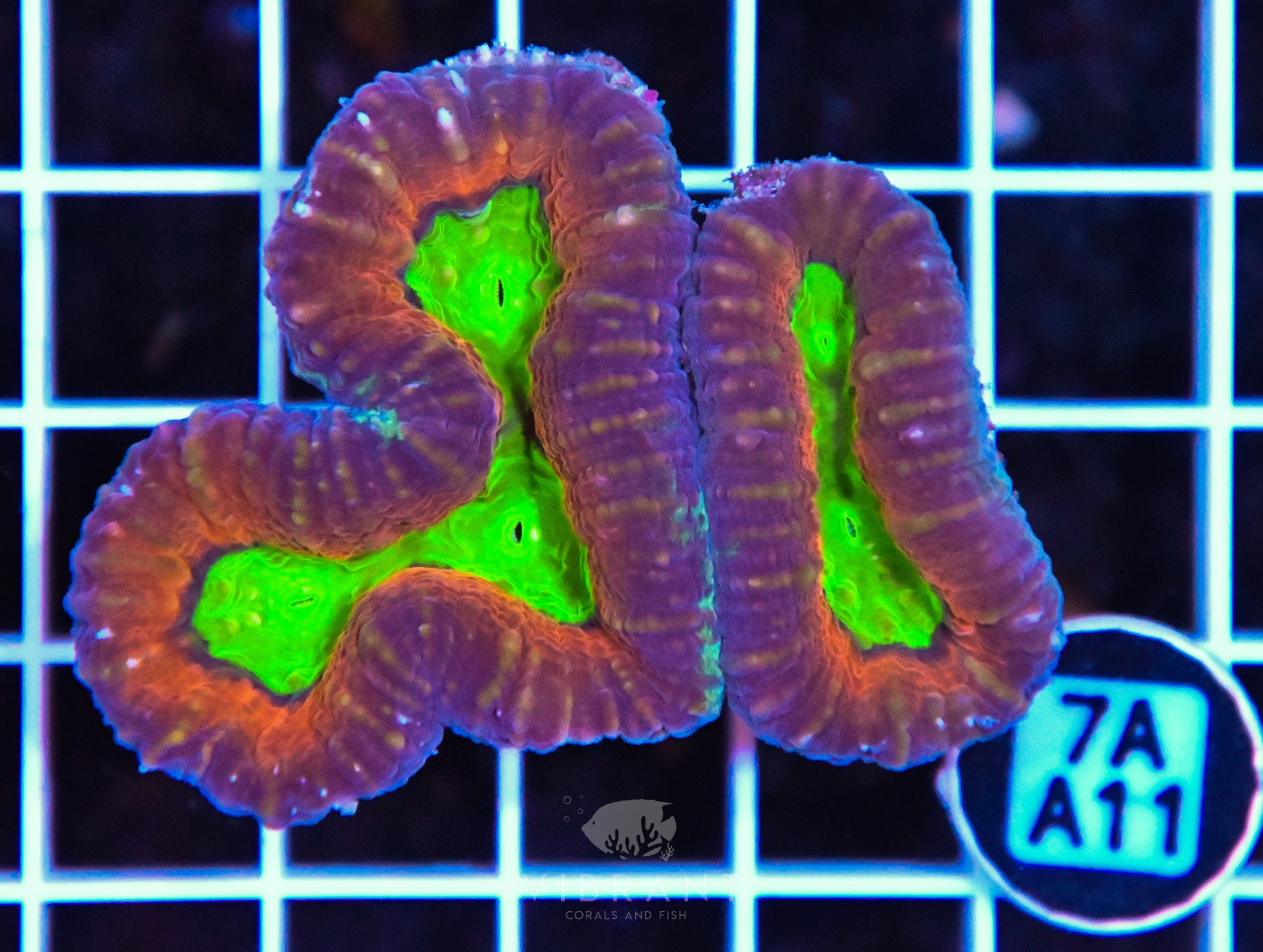 Lobophyllia AUS