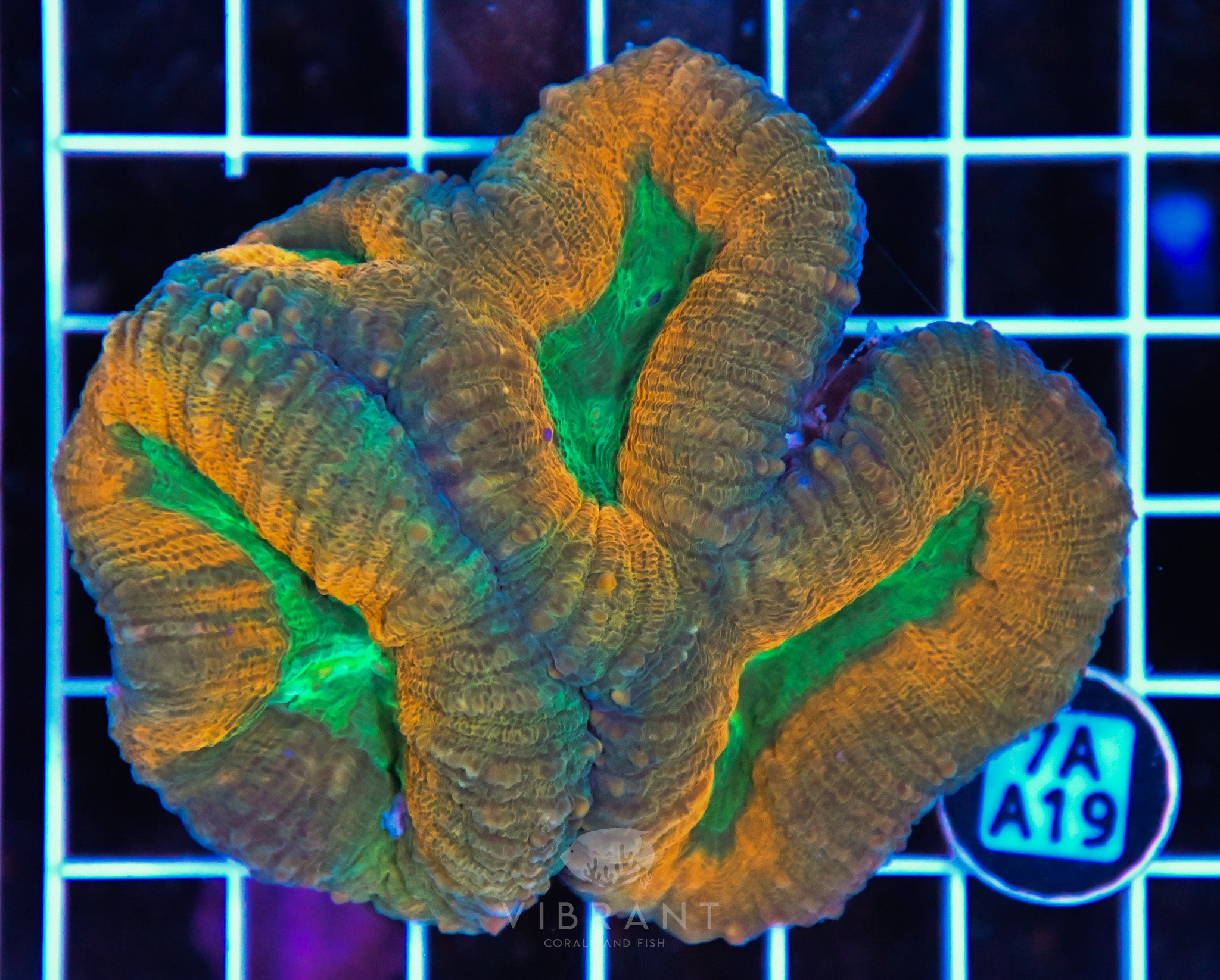 Lobophyllia AUS