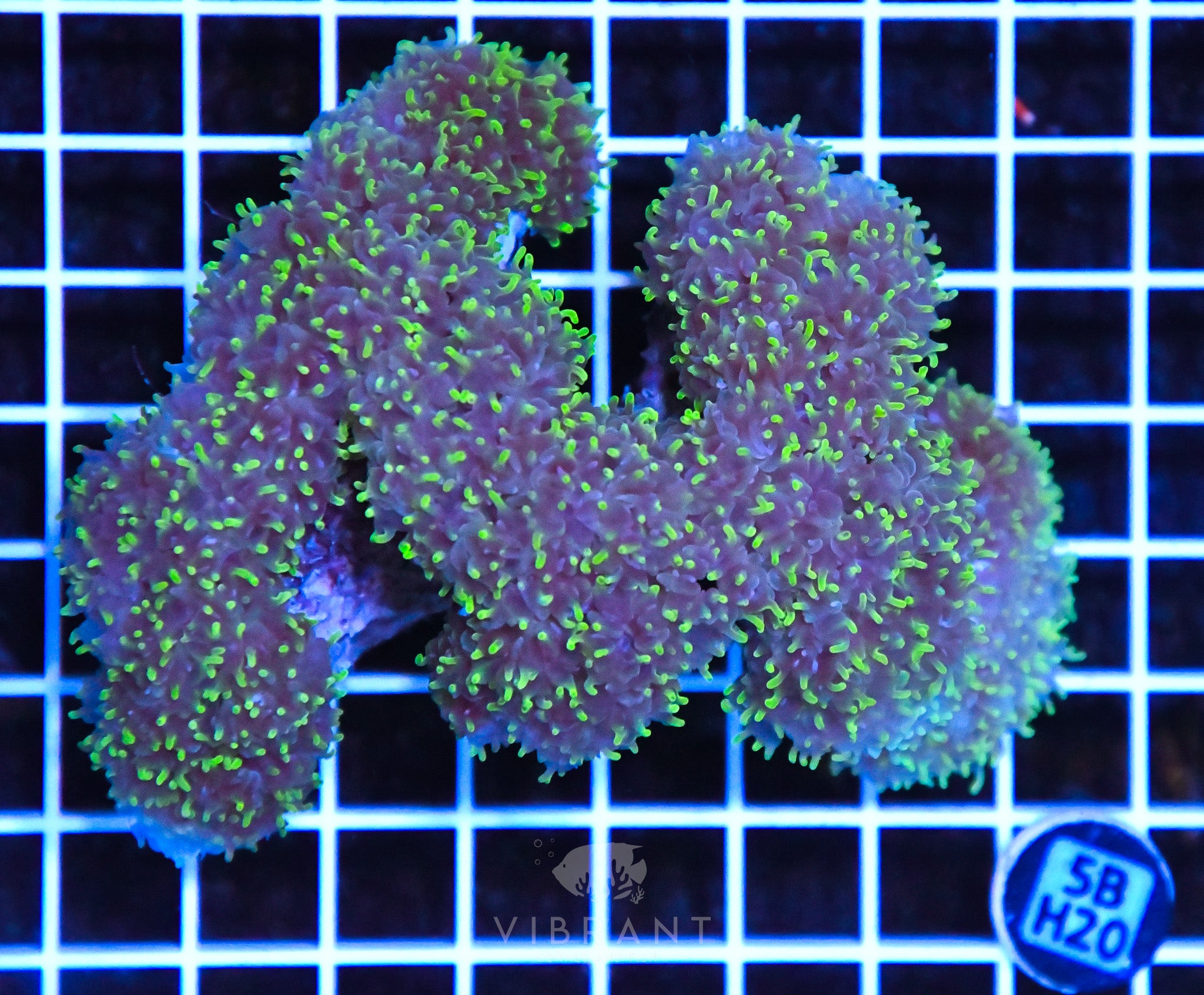 Bubble Coral INDO W