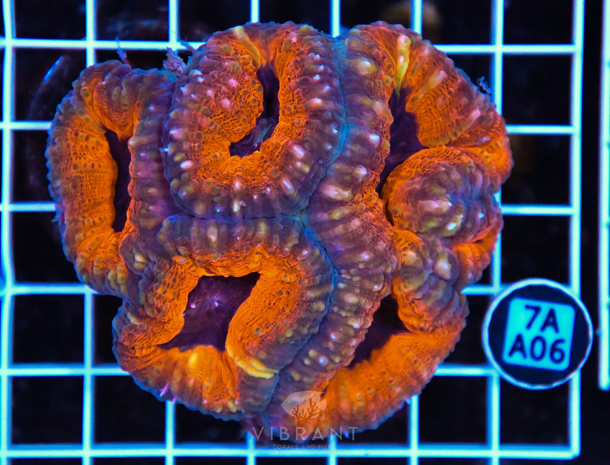 Lobophyllia AUS