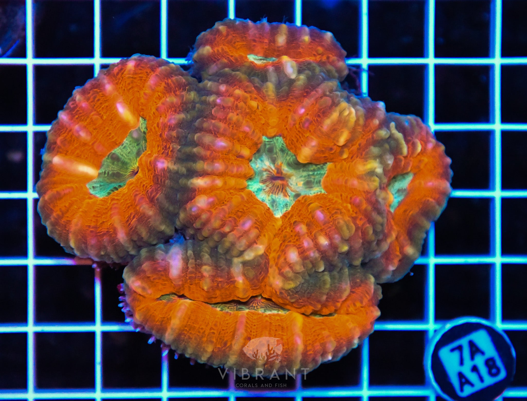 Lobophyllia AUS
