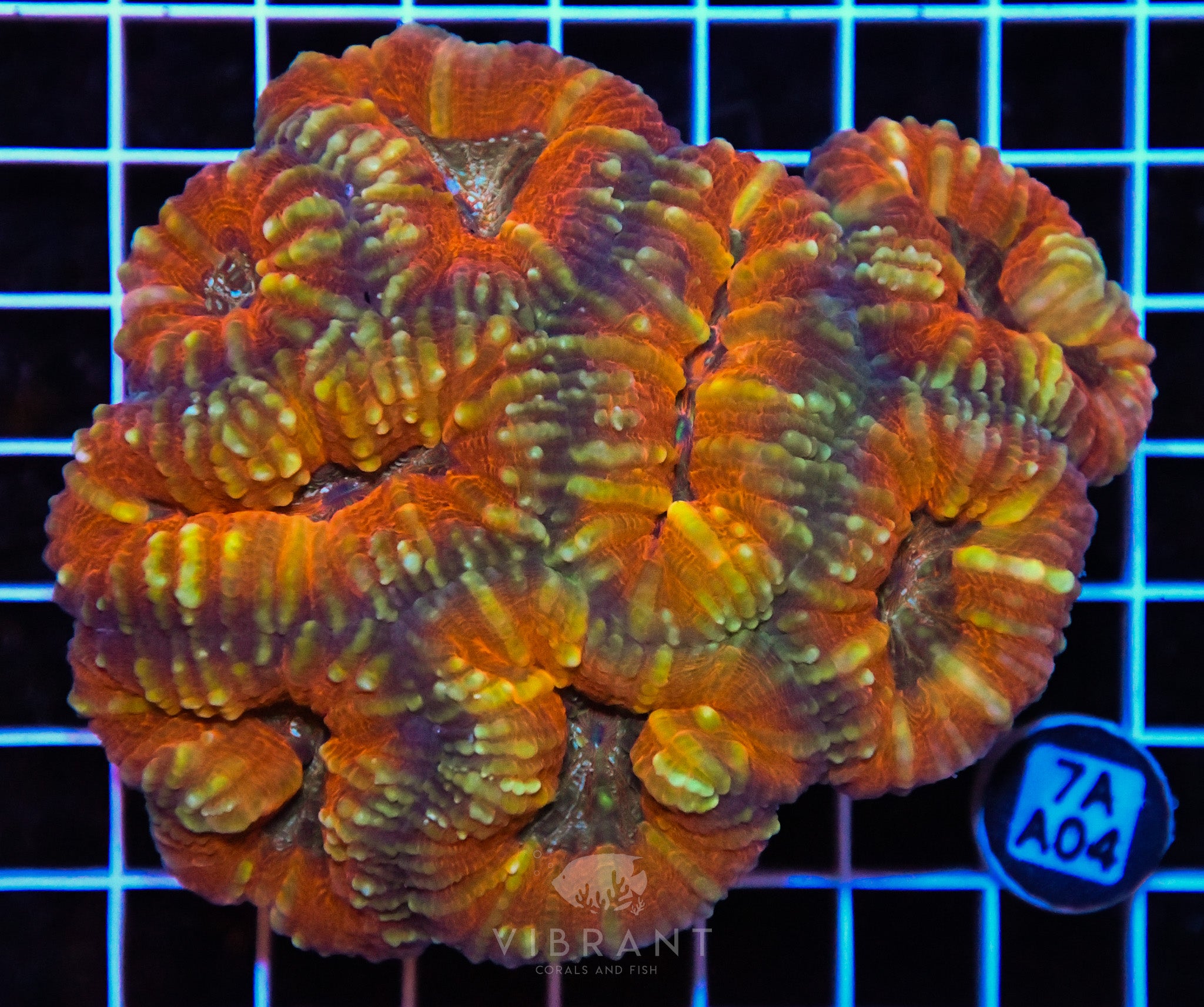 Lobophyllia AUS