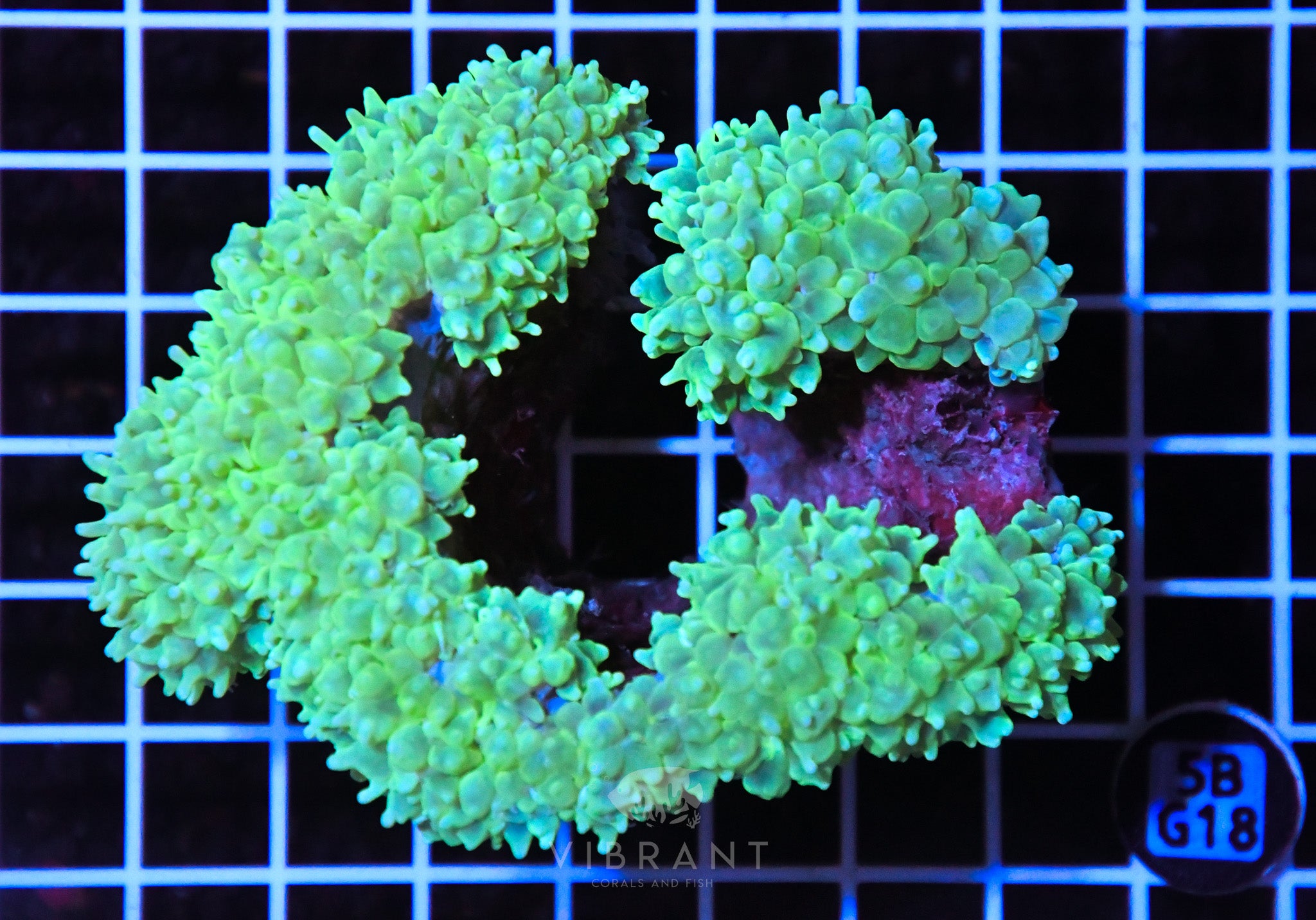 Bubble Coral INDO W