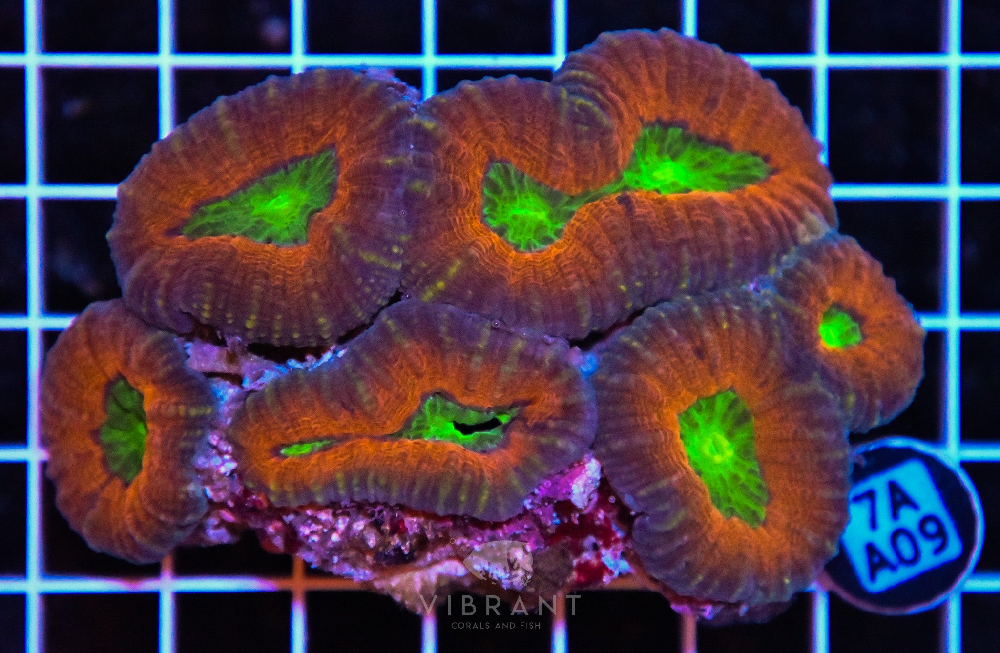 Lobophyllia AUS