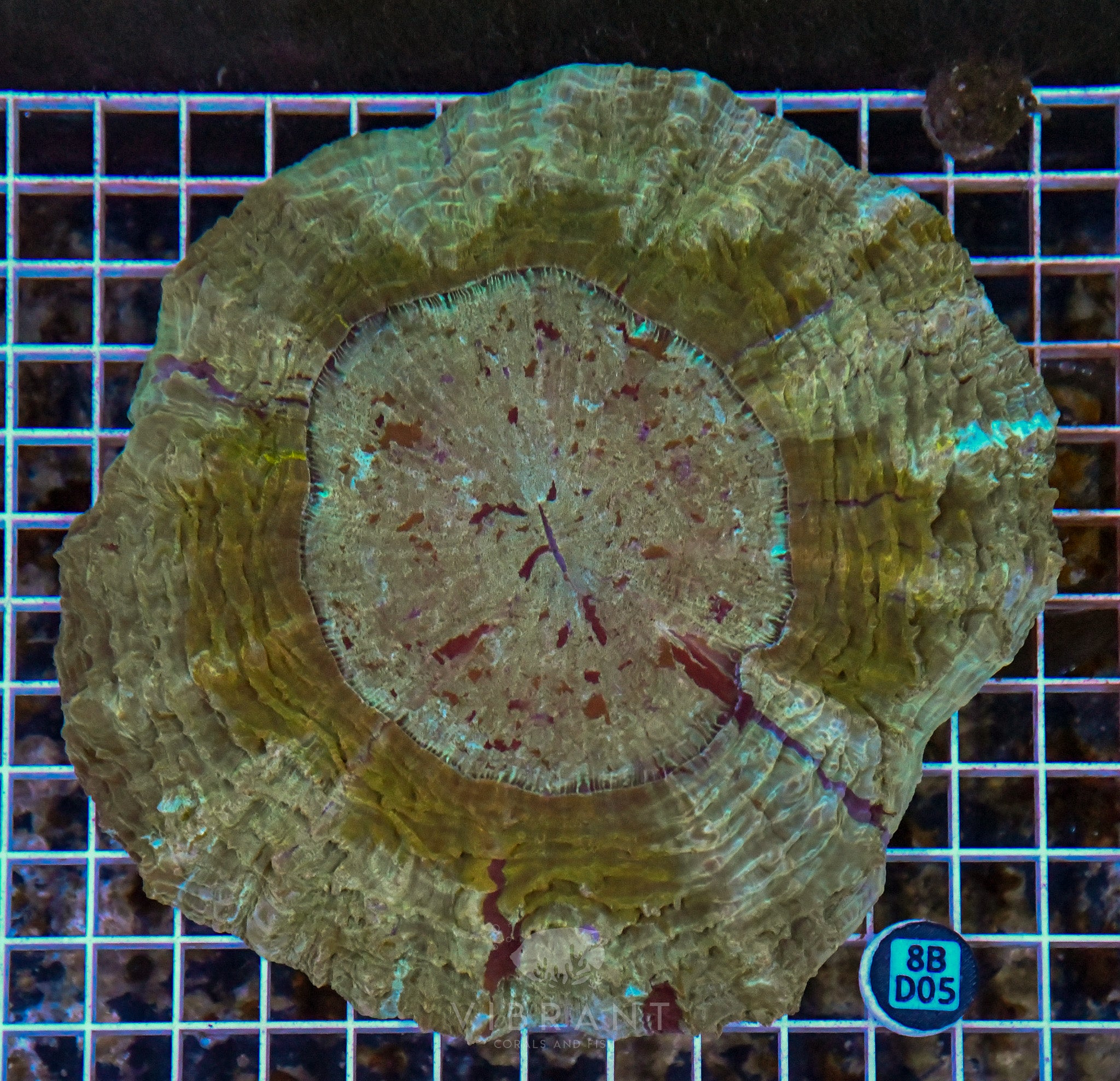 Acanthophyllia INDO W