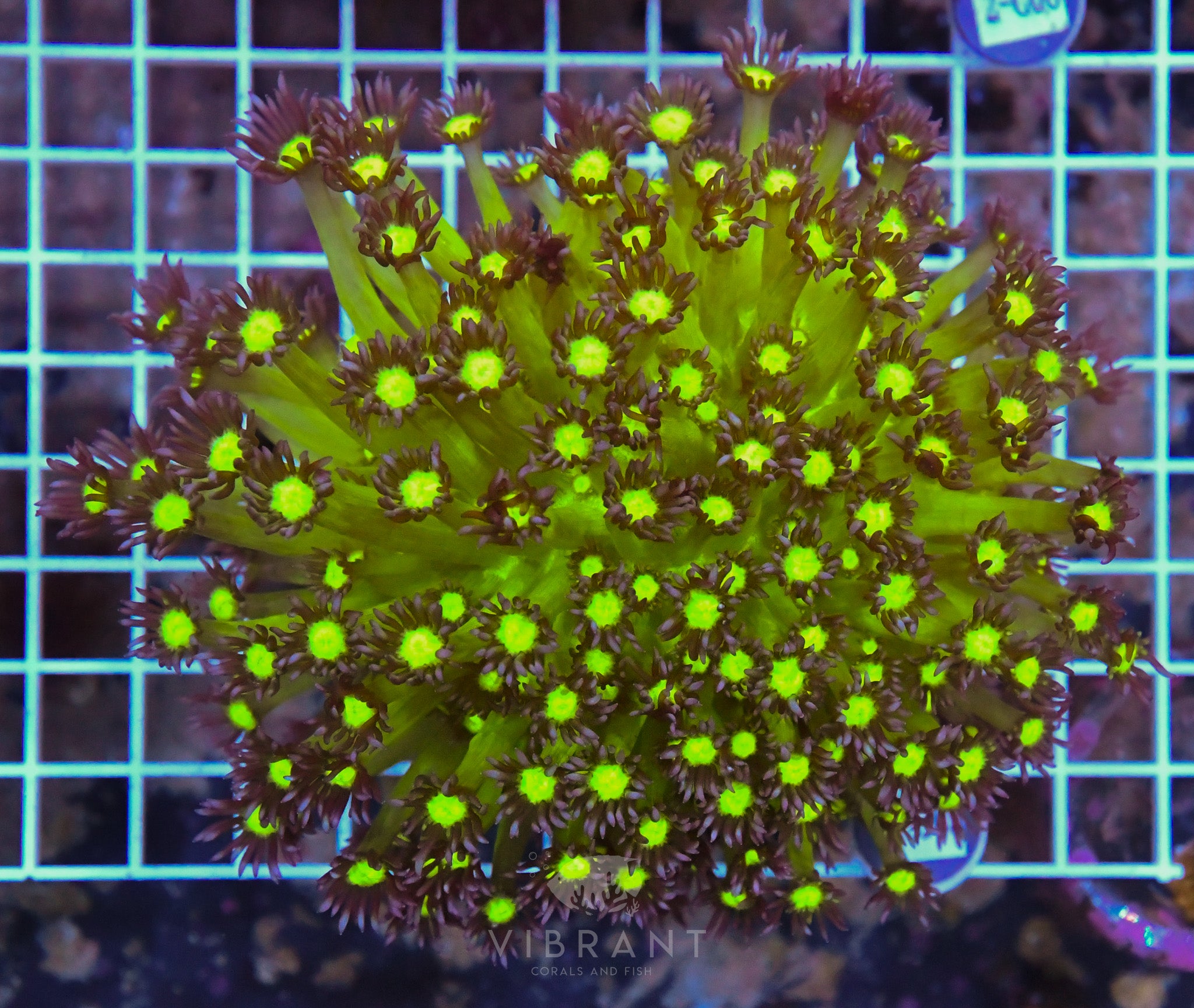 Goniopora Ultra INDO W