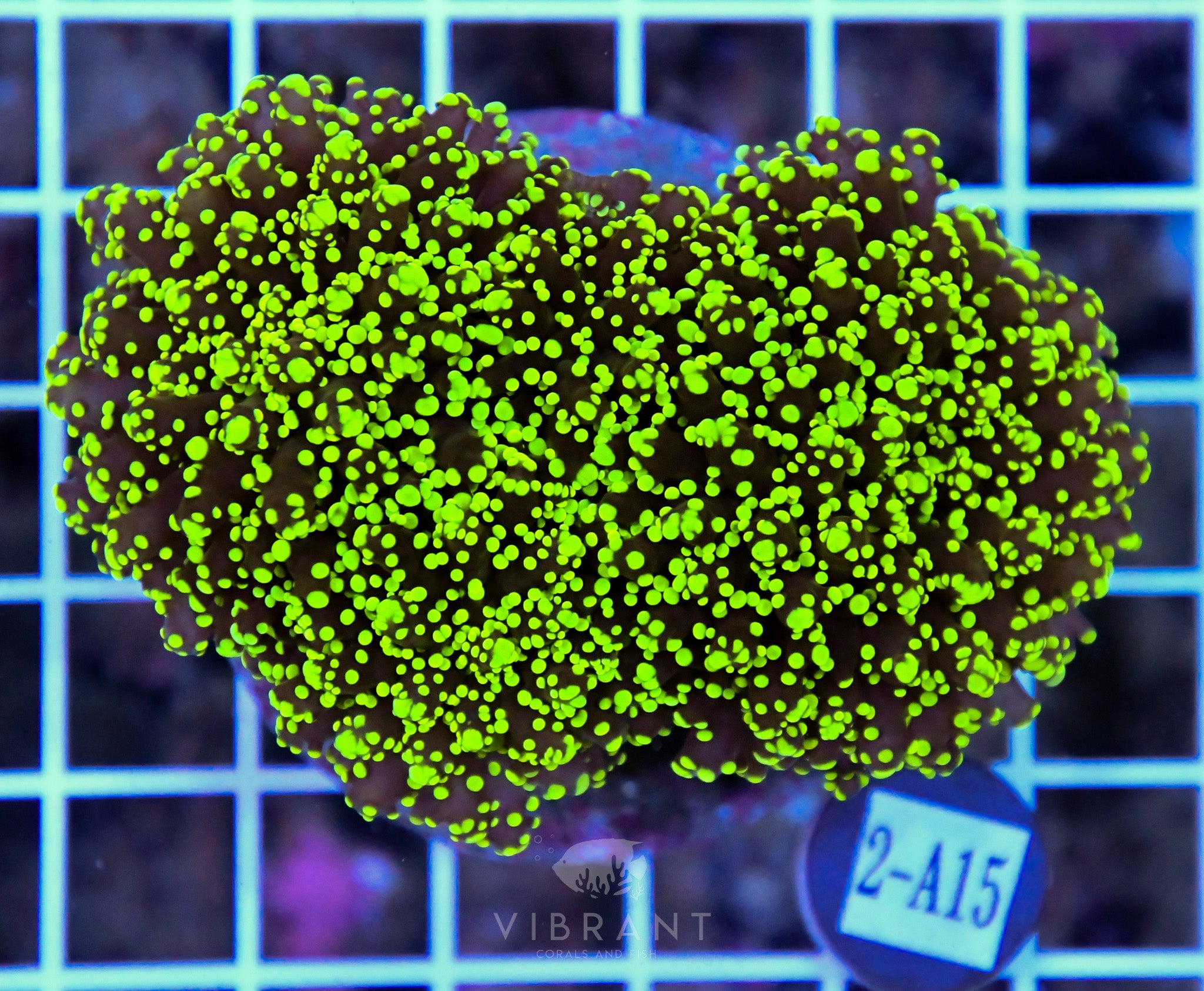 Yaeyamaensis Branching INDO