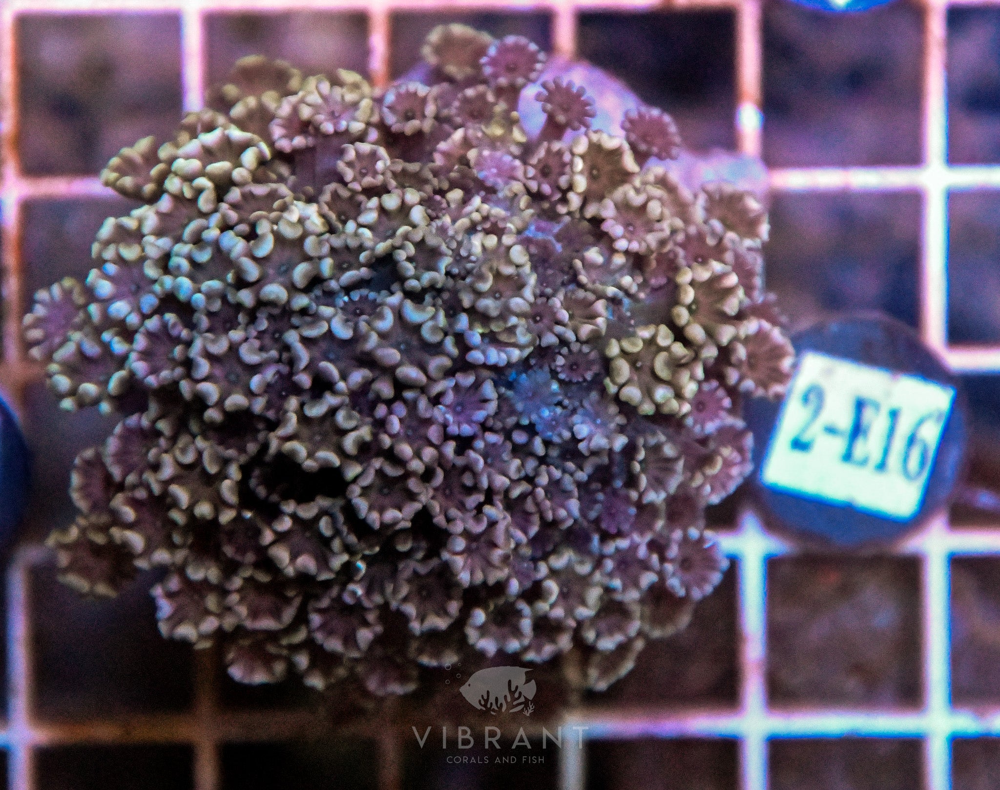 Alveopora Ultra INDO