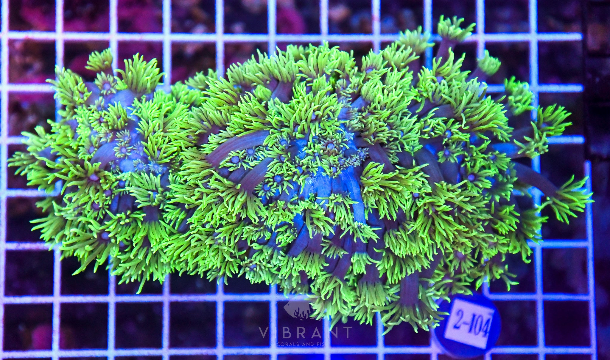 Goniopora SOL