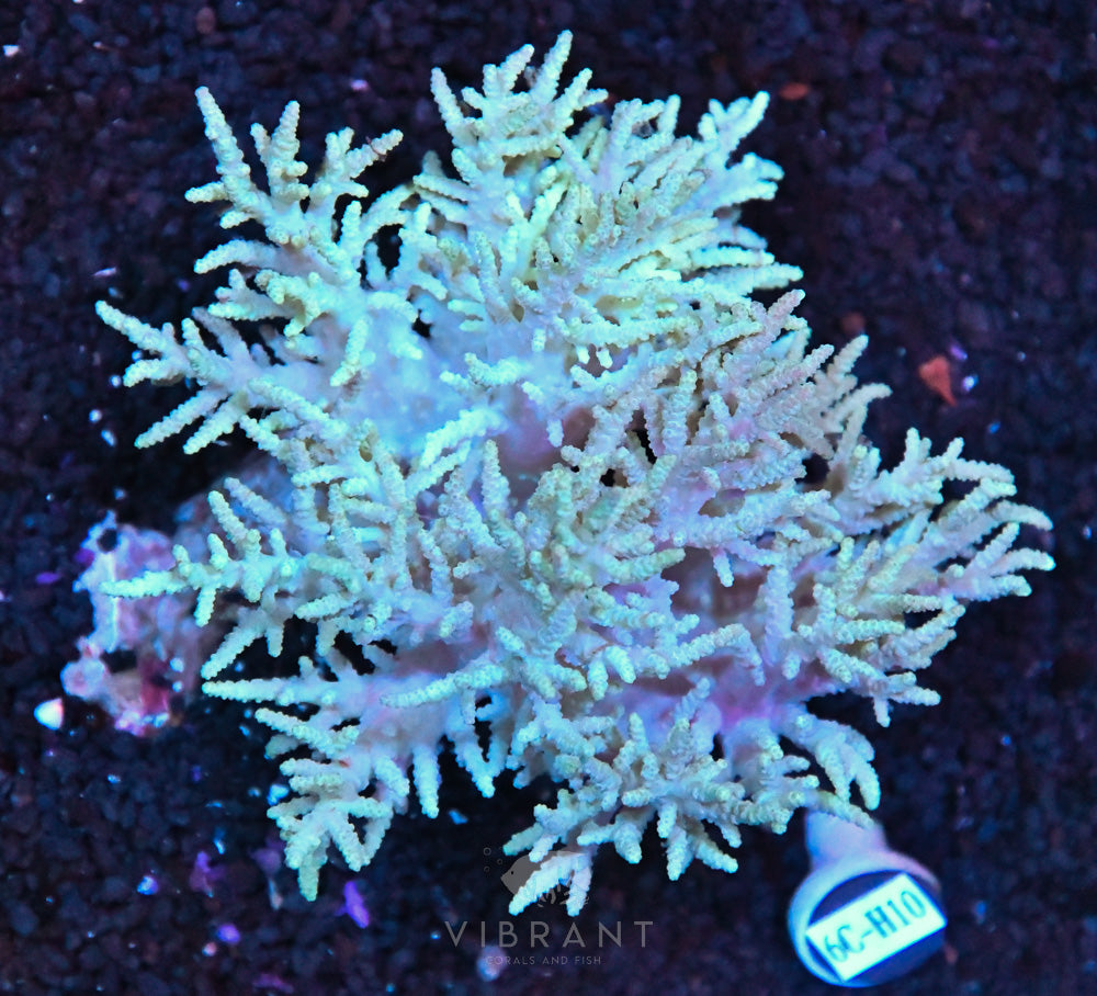 Sinularia SOL