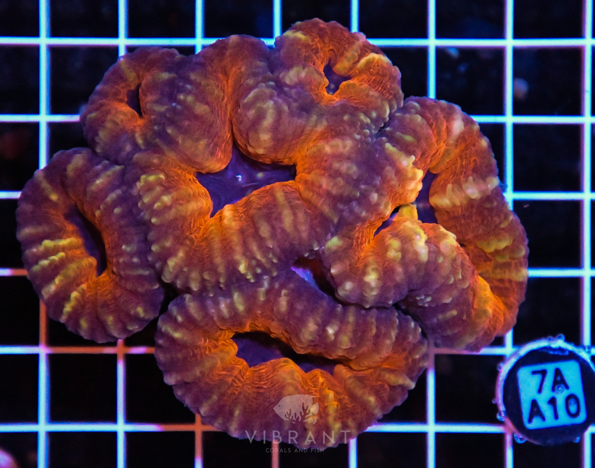 Lobophyllia AUS