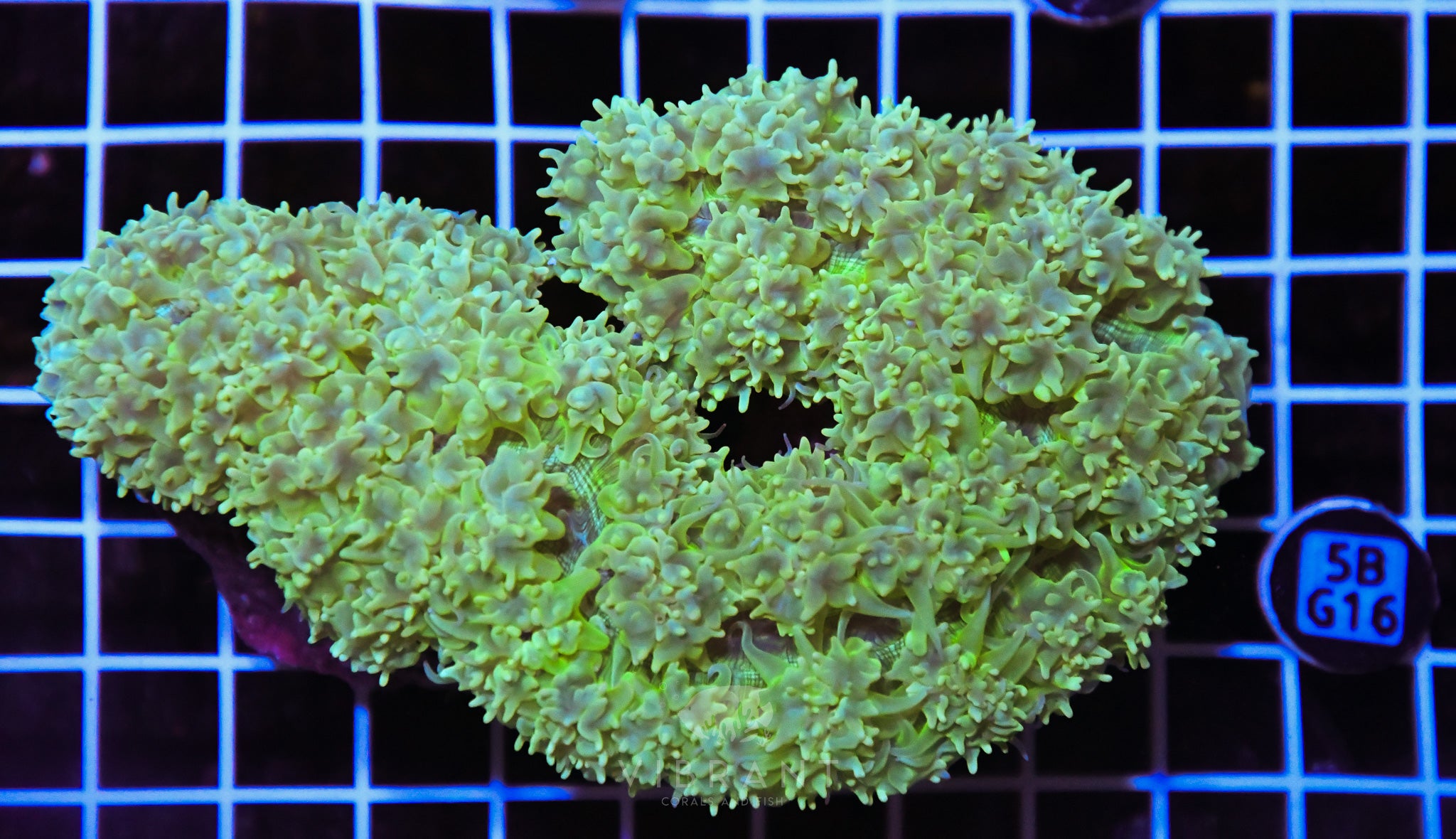 Bubble Coral INDO W
