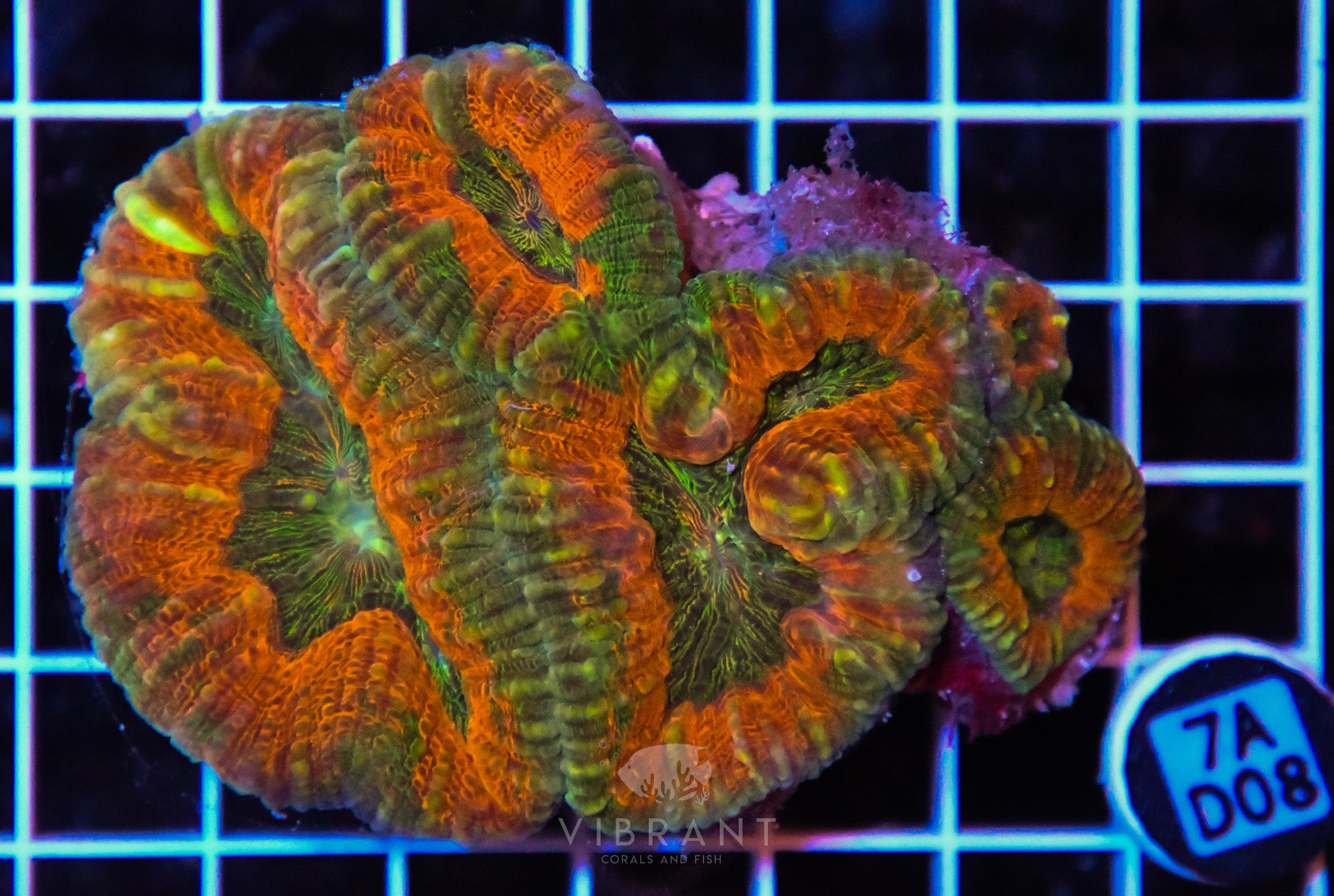 Lobophyllia AUS