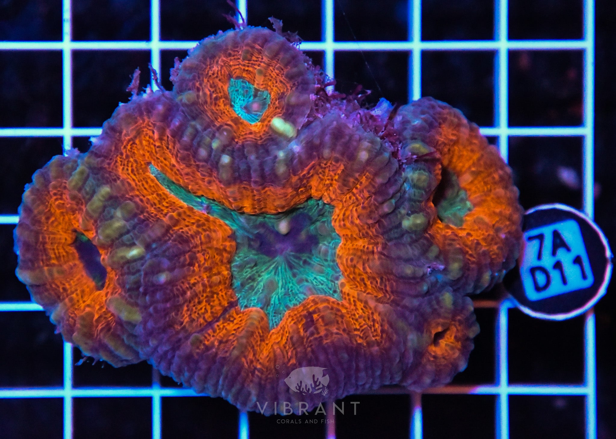 Lobophyllia AUS