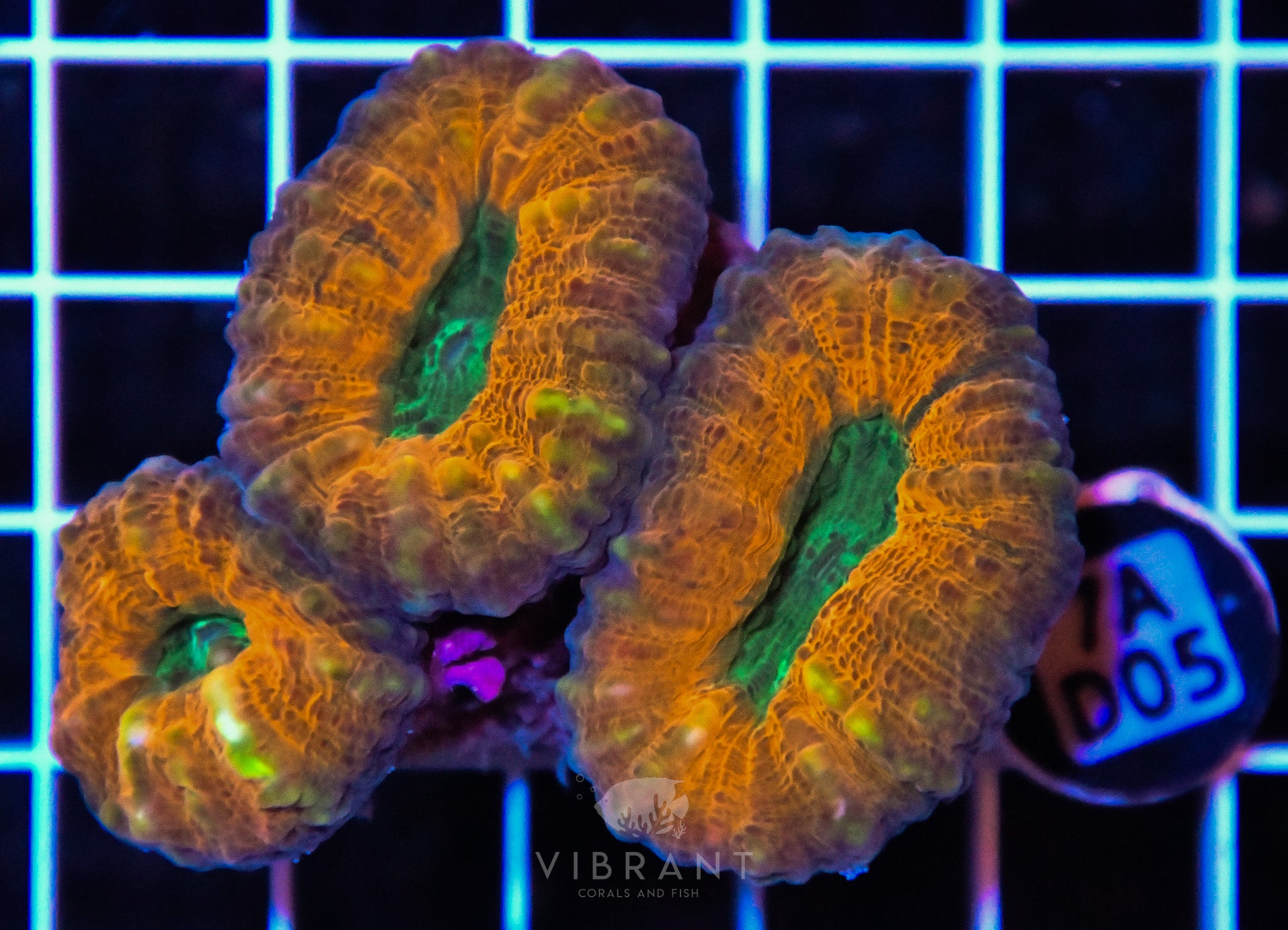 Lobophyllia AUS