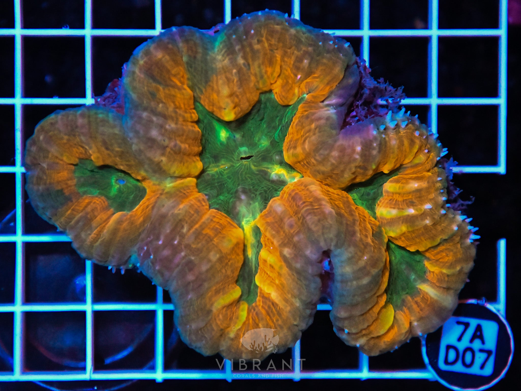 Lobophyllia AUS
