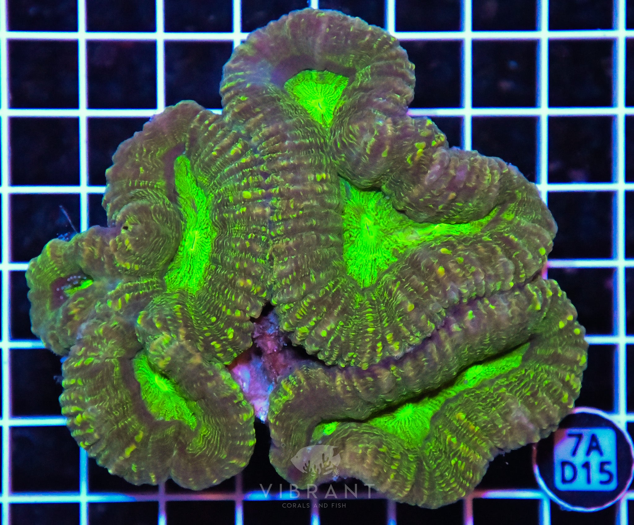 Lobophyllia AUS