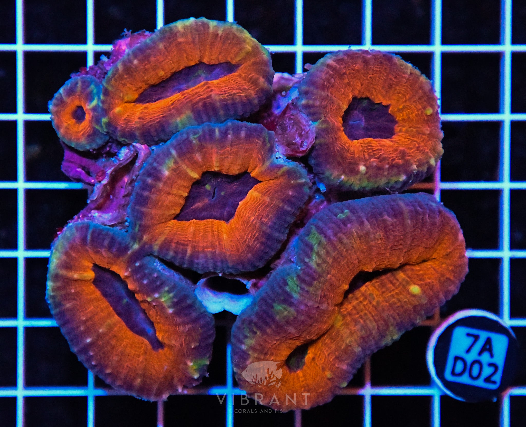 Lobophyllia AUS