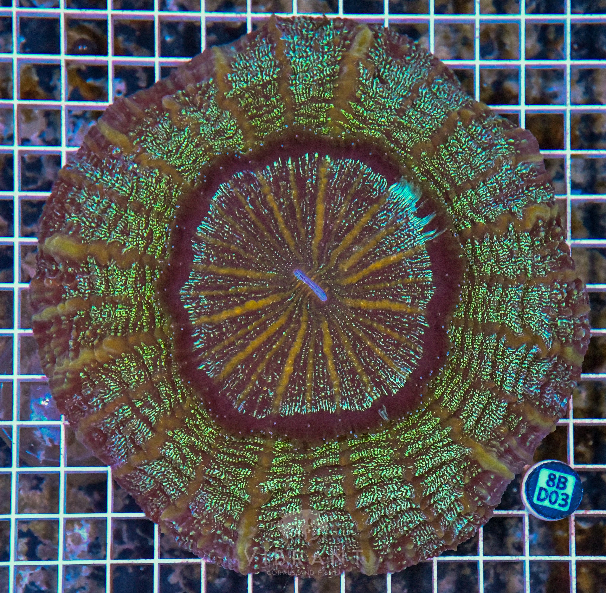 Acanthophyllia INDO W