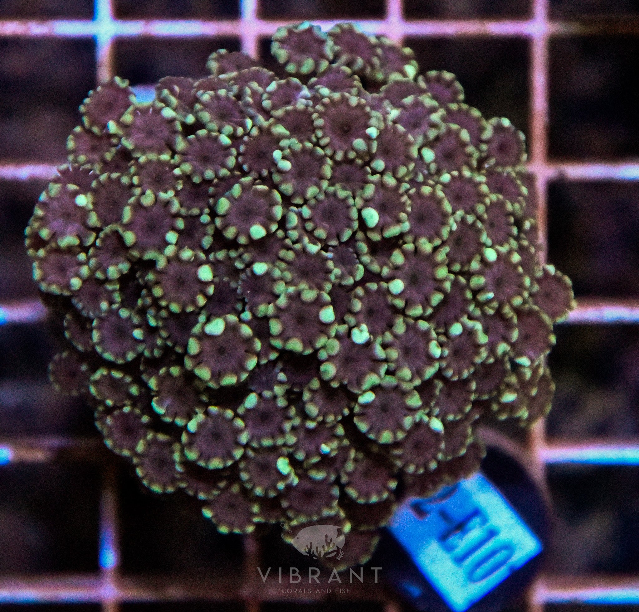 Alveopora Ultra INDO