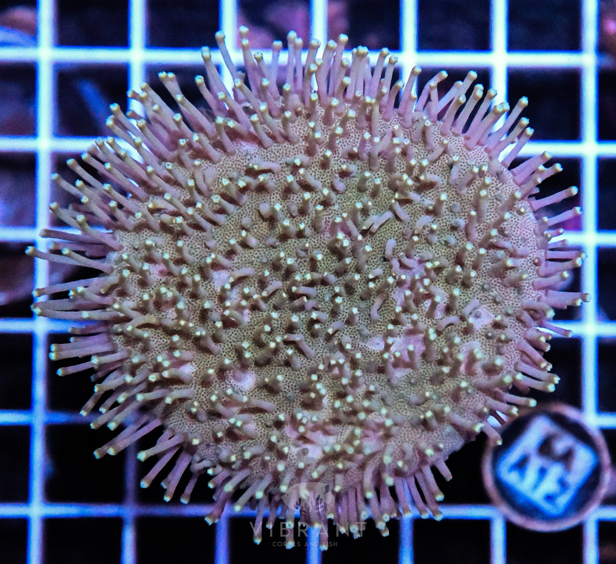 Toadstool INDO