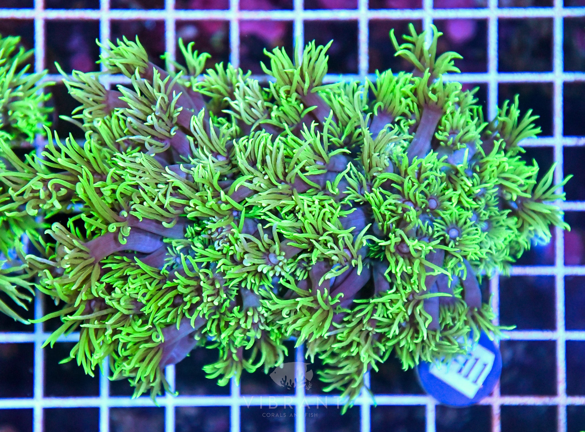 Goniopora SOL