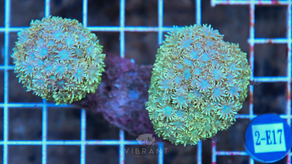 Goniopora SOL
